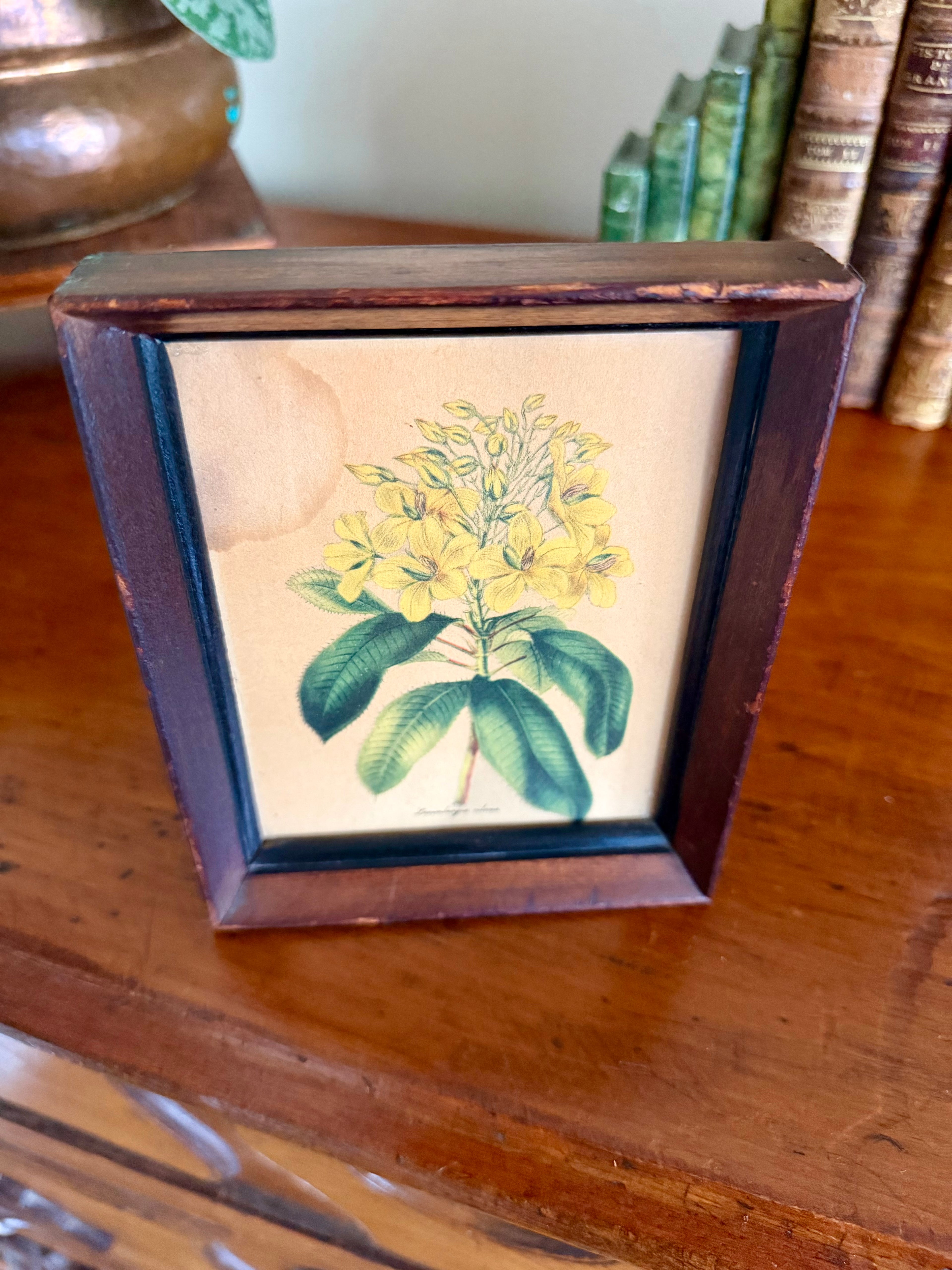 Small Botanical Print in Wooden Frame