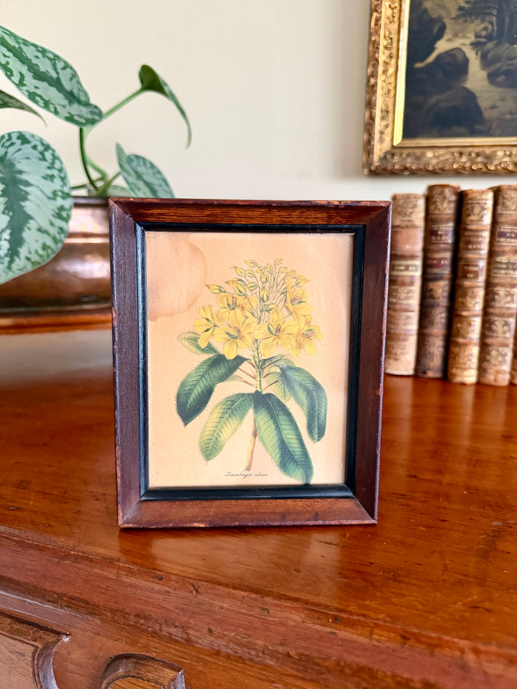 Small Botanical Print in Wooden Frame