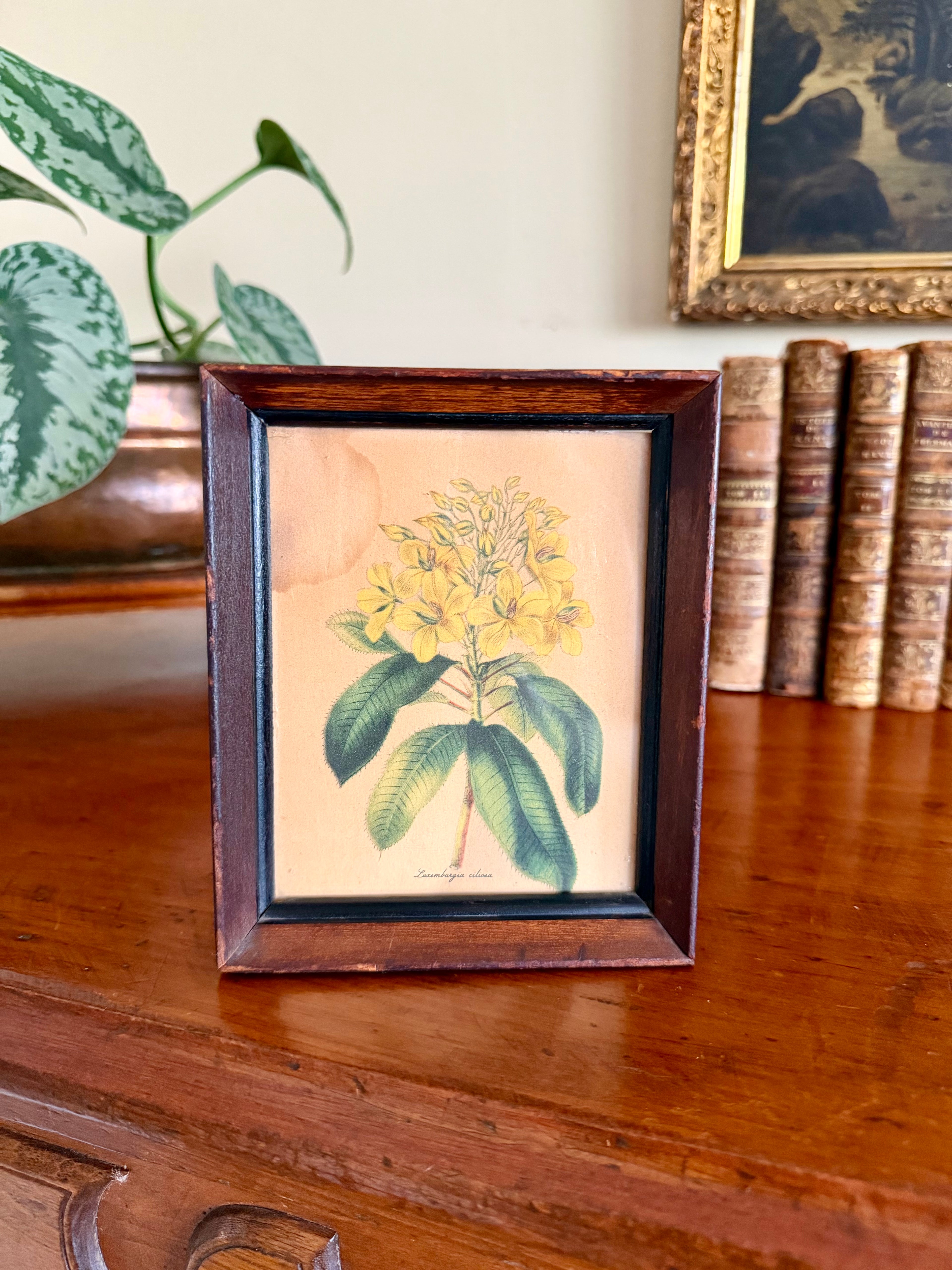 Small Botanical Print in Wooden Frame