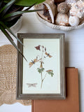 Vintage Framed Owlfly Print