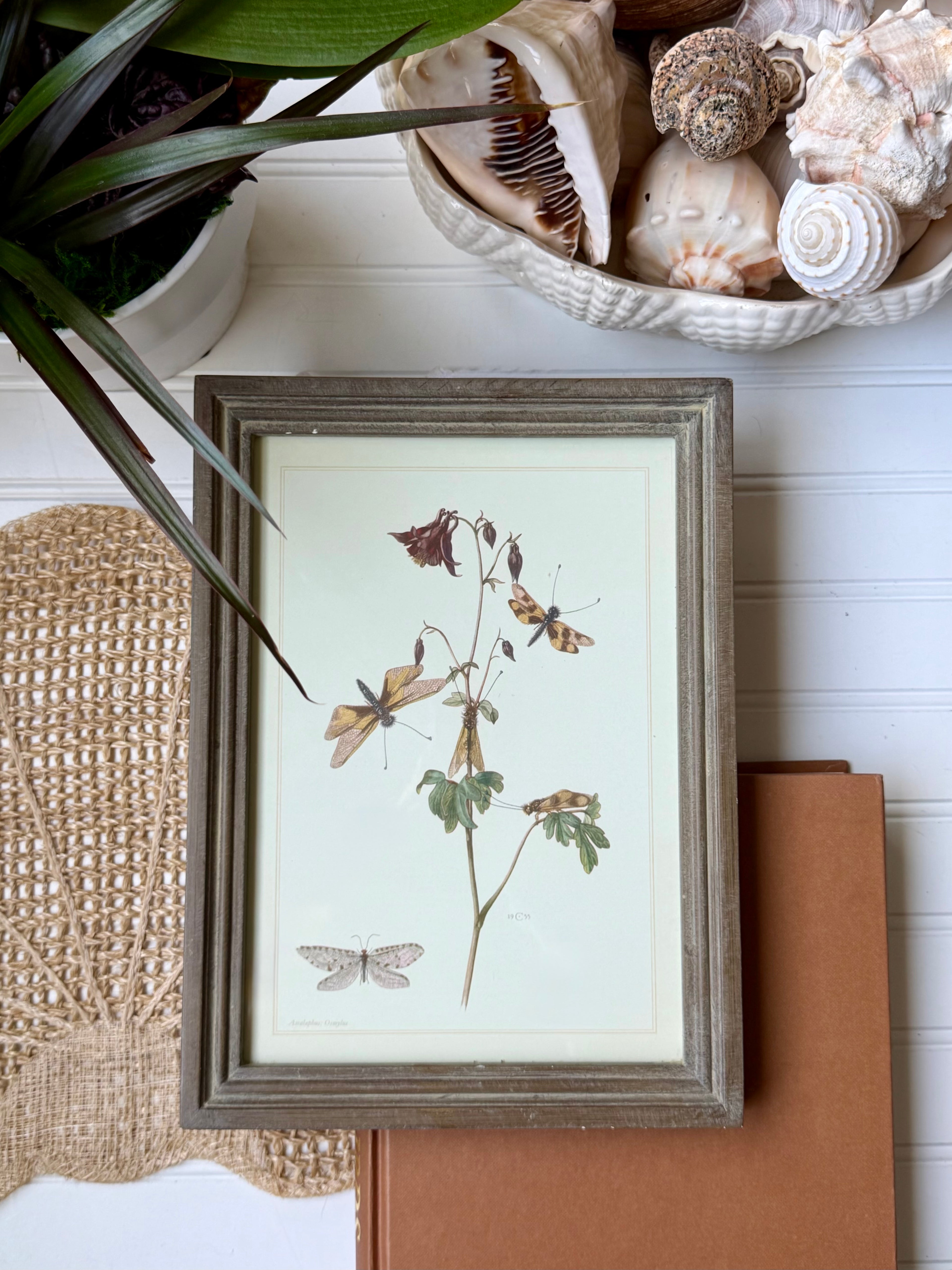 Vintage Framed Owlfly Print