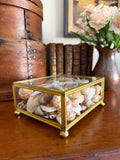 Brass and Glass Box filled with Shells