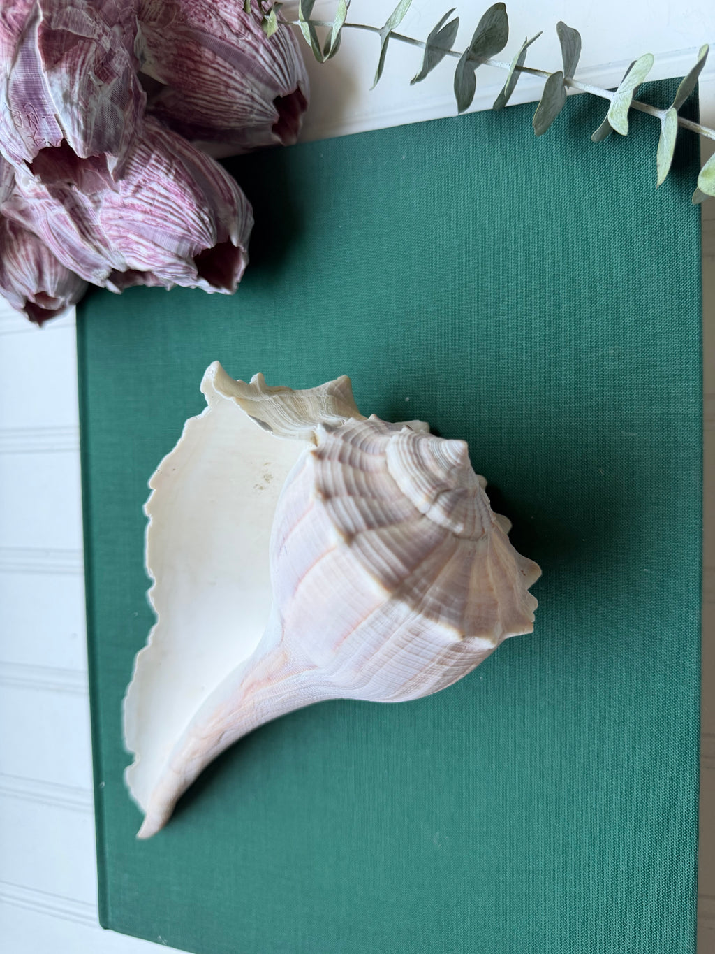 Set of 2 Lightning Whelk Shells