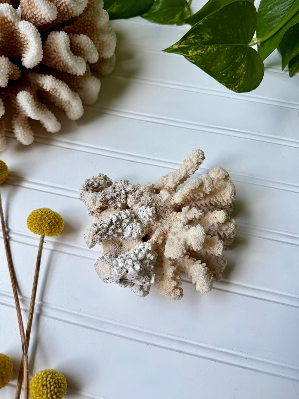 Coral Specimen