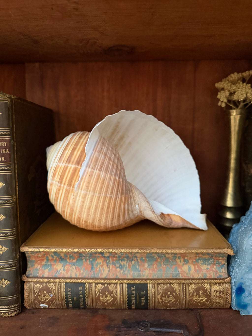 Natural Giant Tun Shell, Tonna Galea