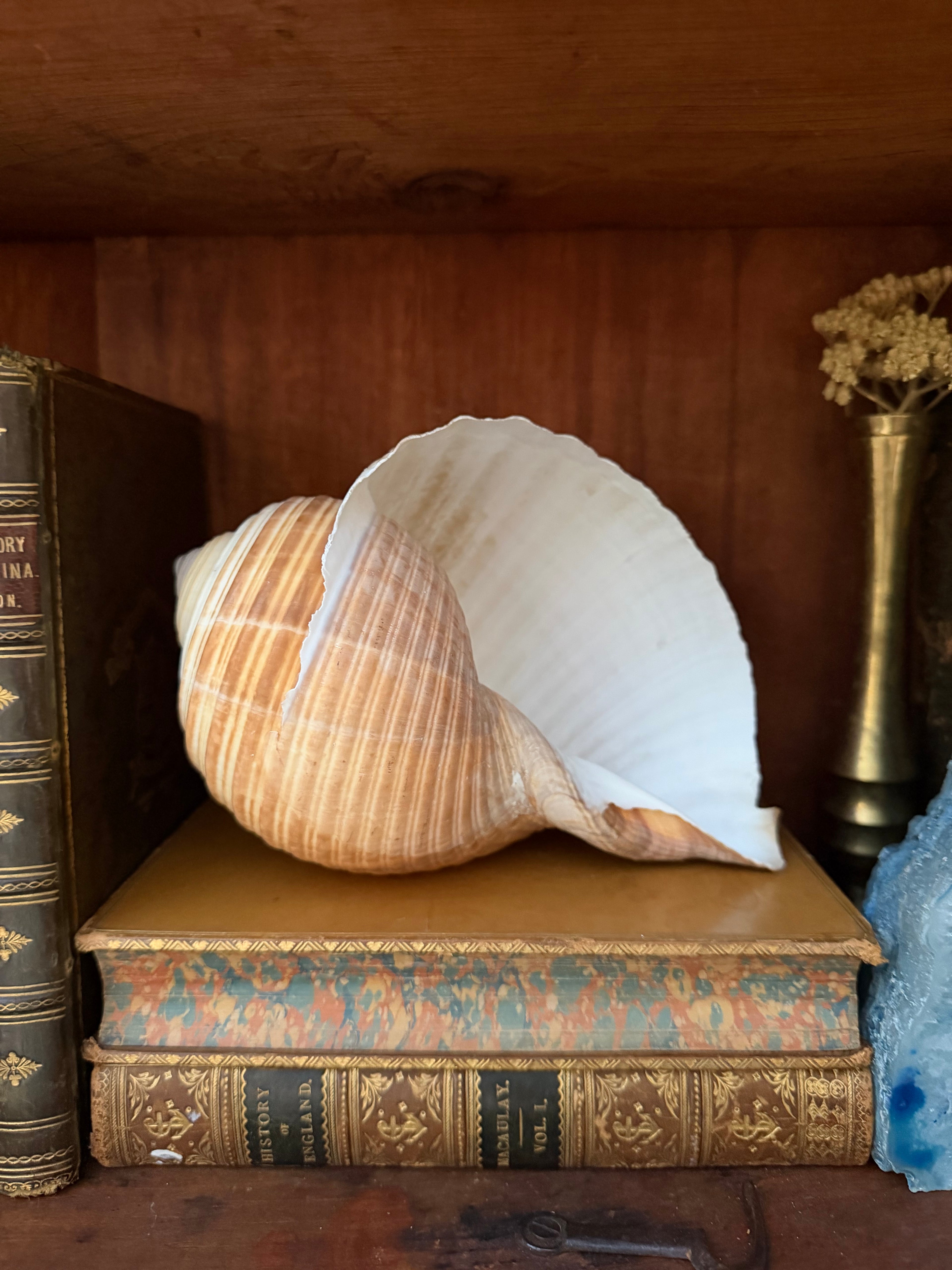 Natural Giant Tun Shell, Tonna Galea