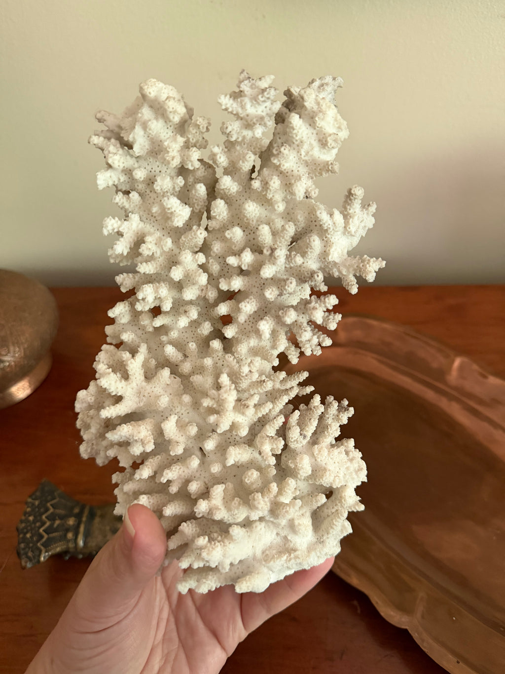 Coral Specimen