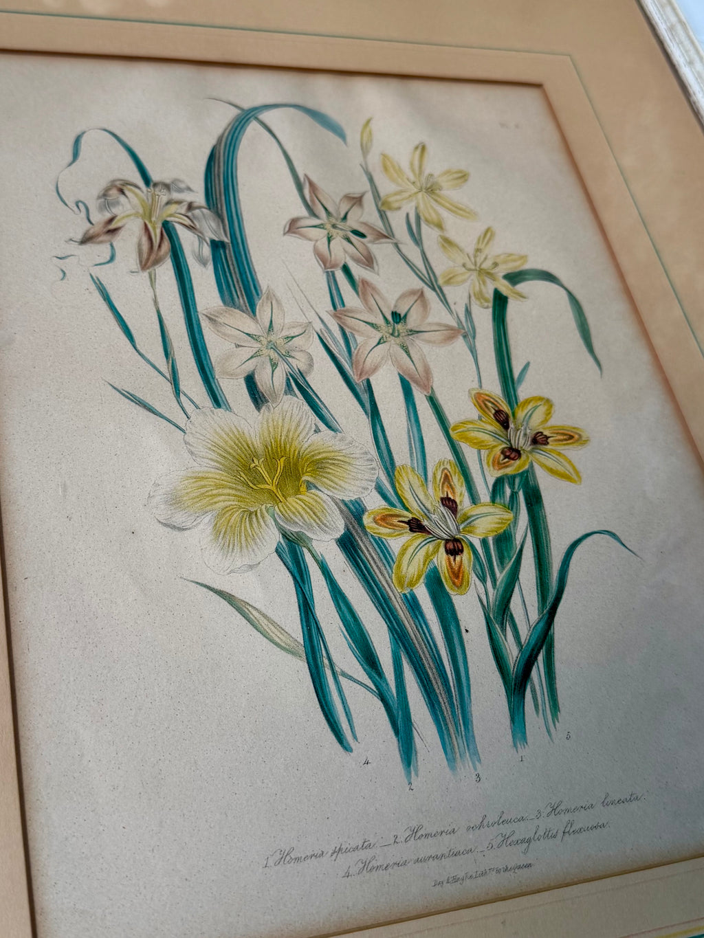 Antique Hand-Colored Botanical Lithograph