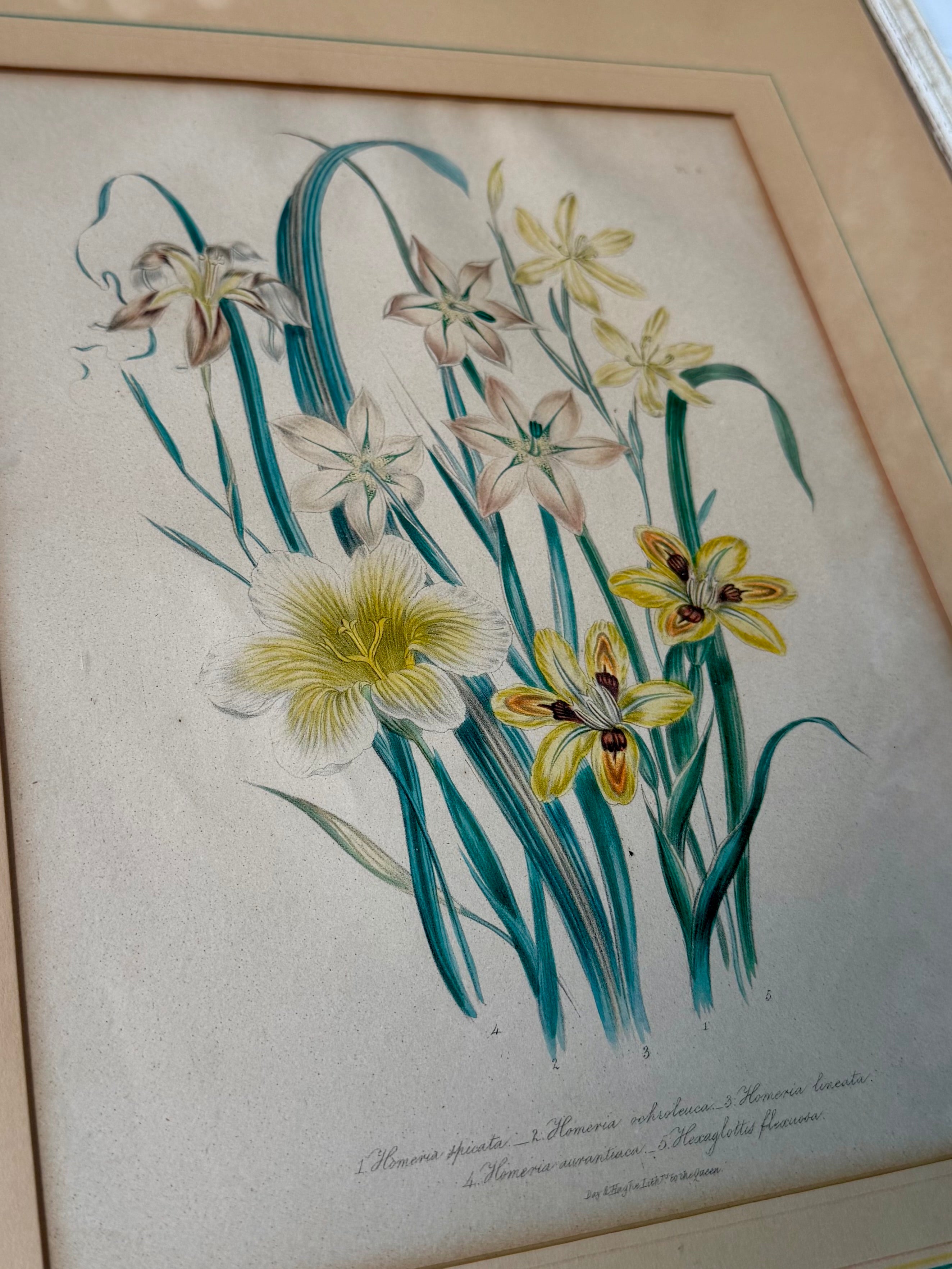 Antique Hand-Colored Botanical Lithograph