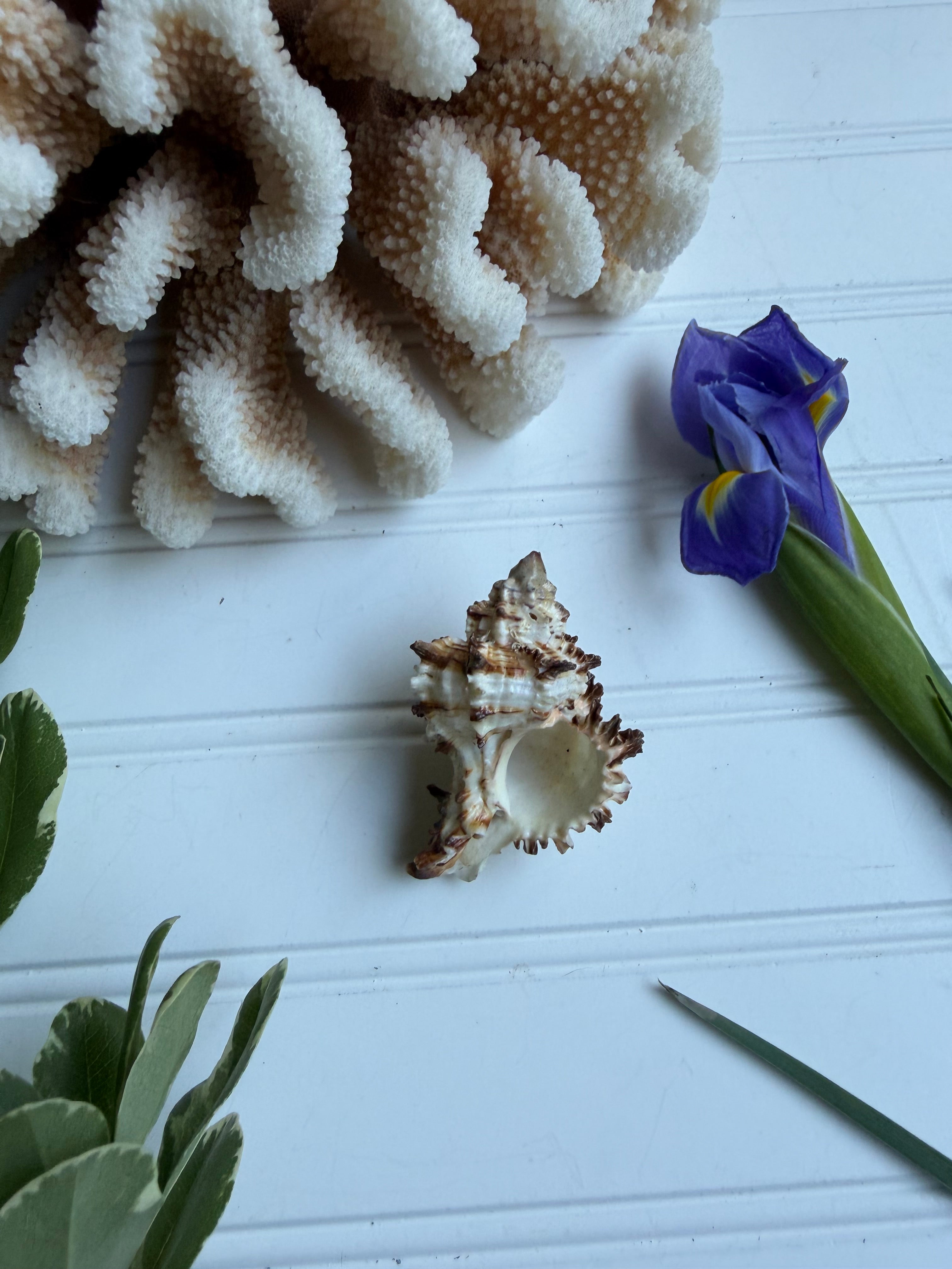 Endive Murex Seashell