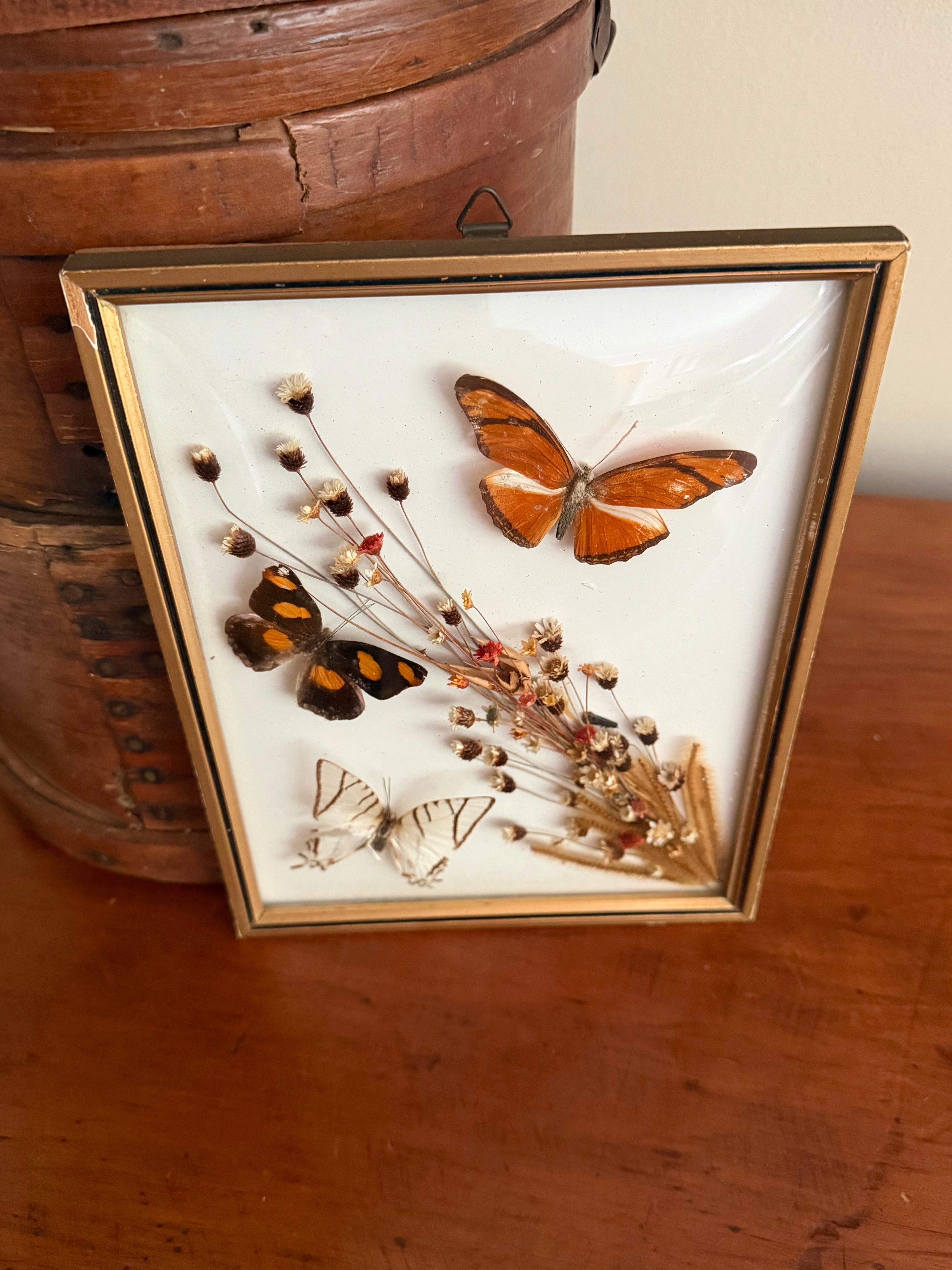 Framed Butterfly Specimens & Dried Florals