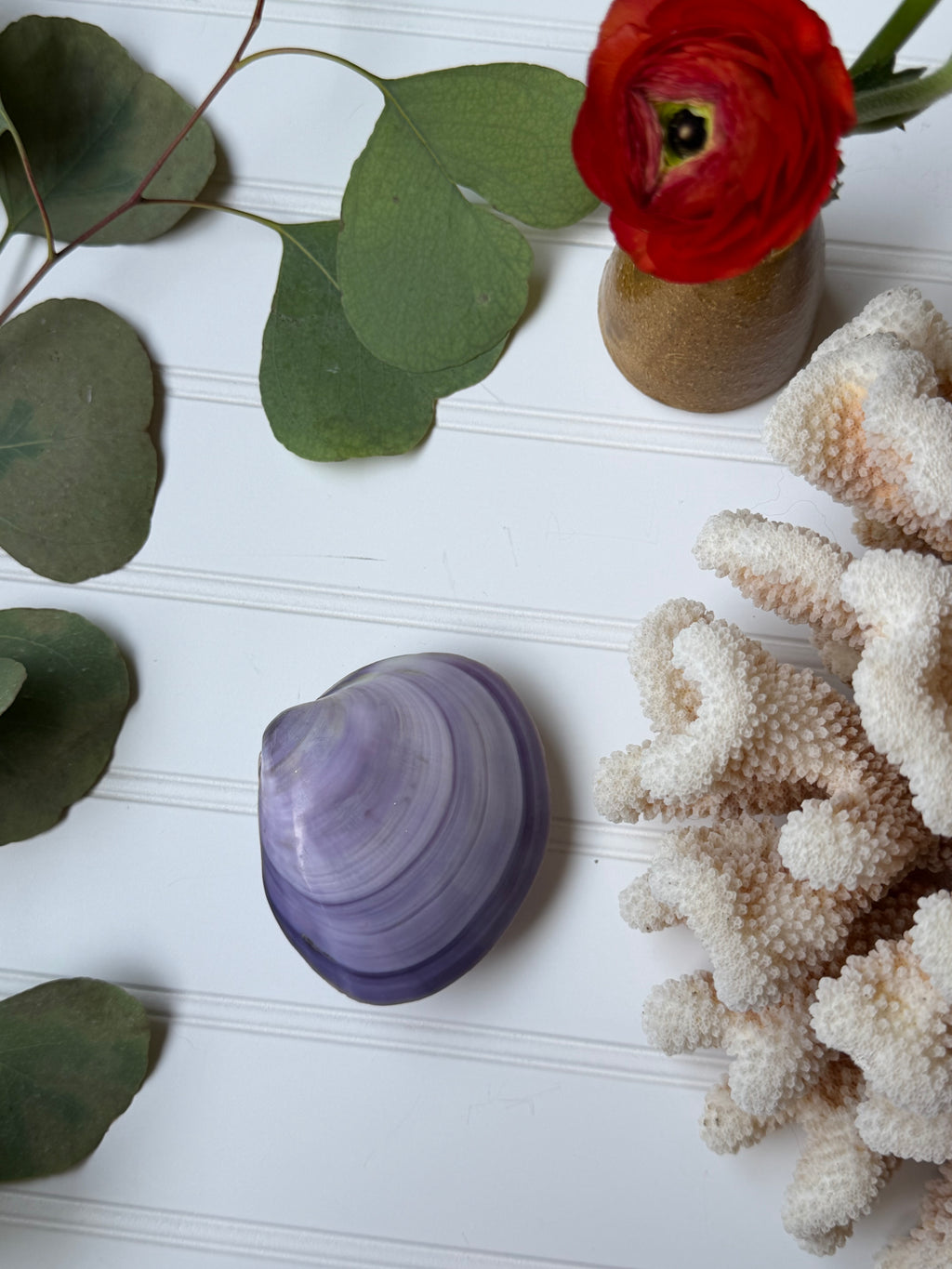 Purple Clam Shell