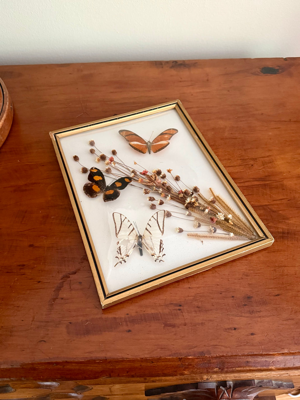 Framed Butterfly Specimens & Dried Florals