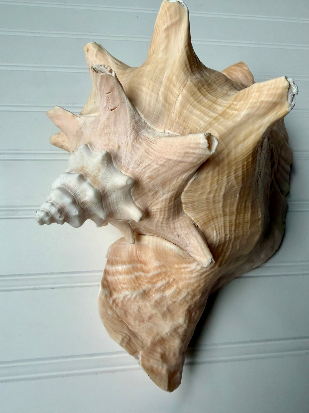 10.5 inch Queen Conch Shell