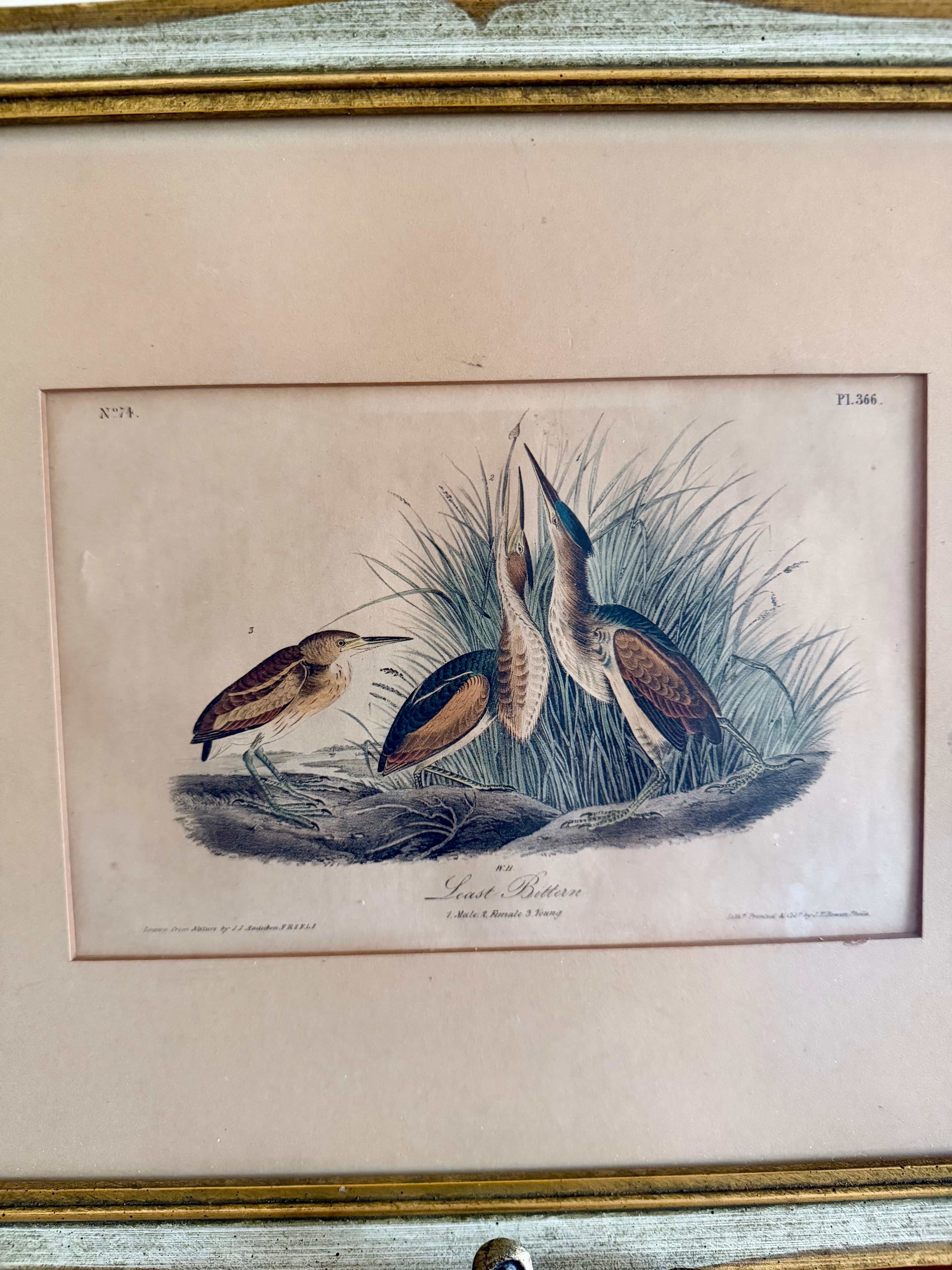James Audubon "Least Bitten" framed plate