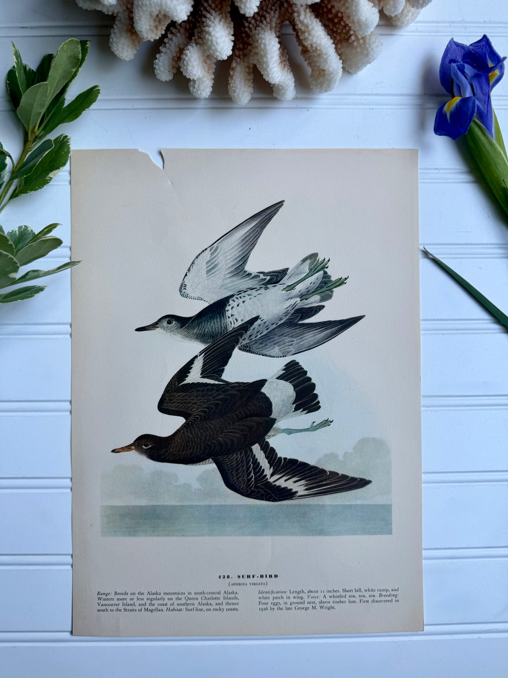 Audubon Print: Surf Bird