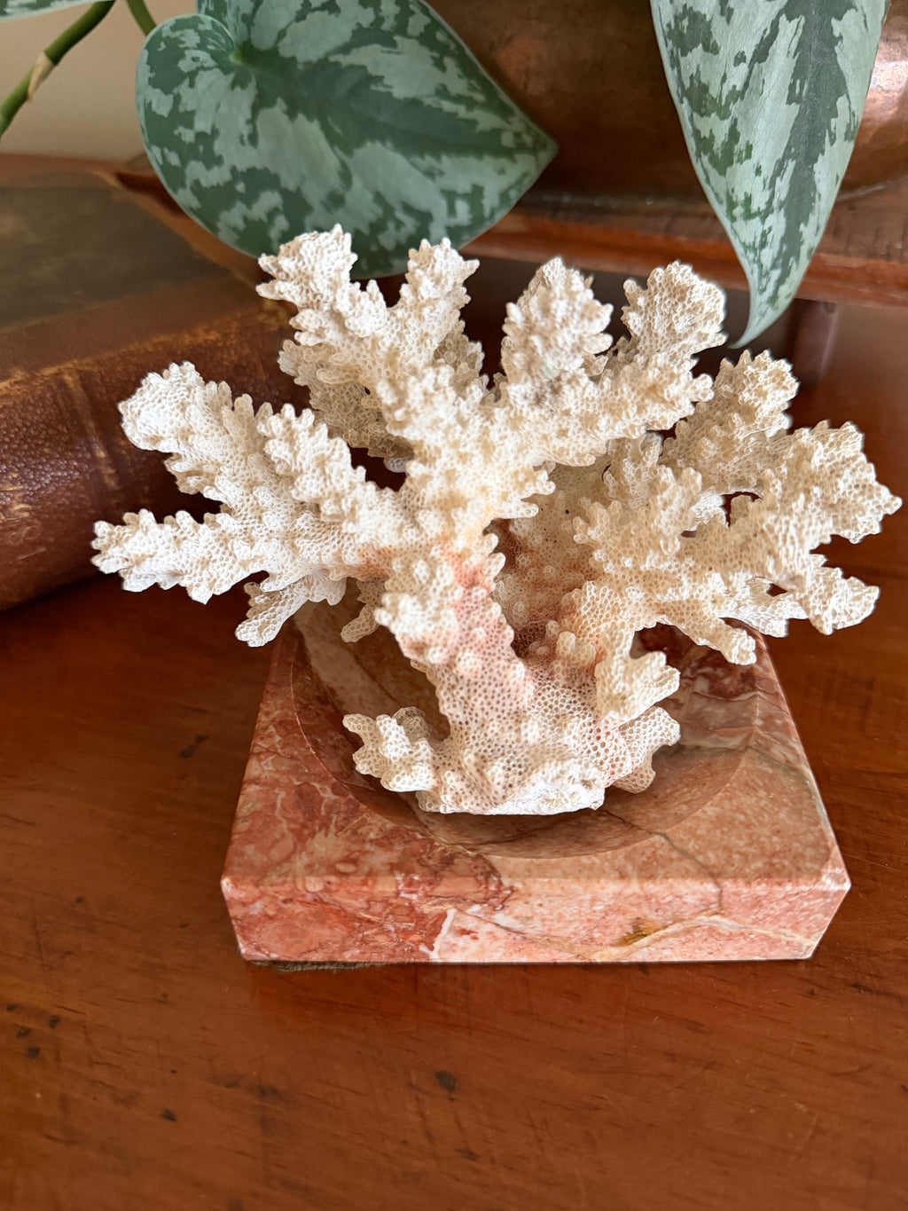Natural Coral Specimen