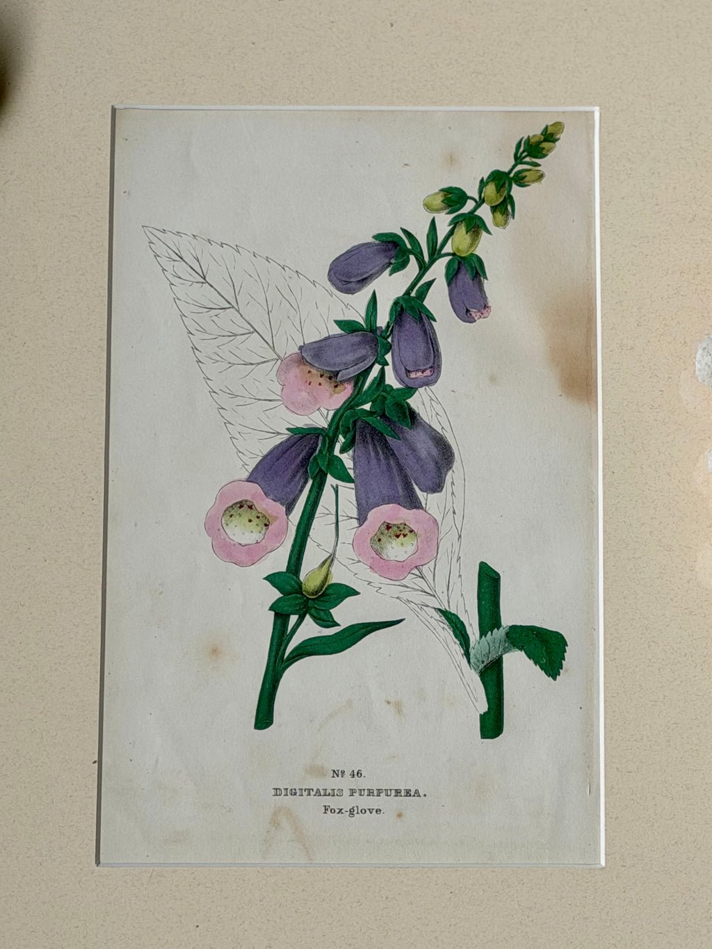 Antique Matted Floral Engraving