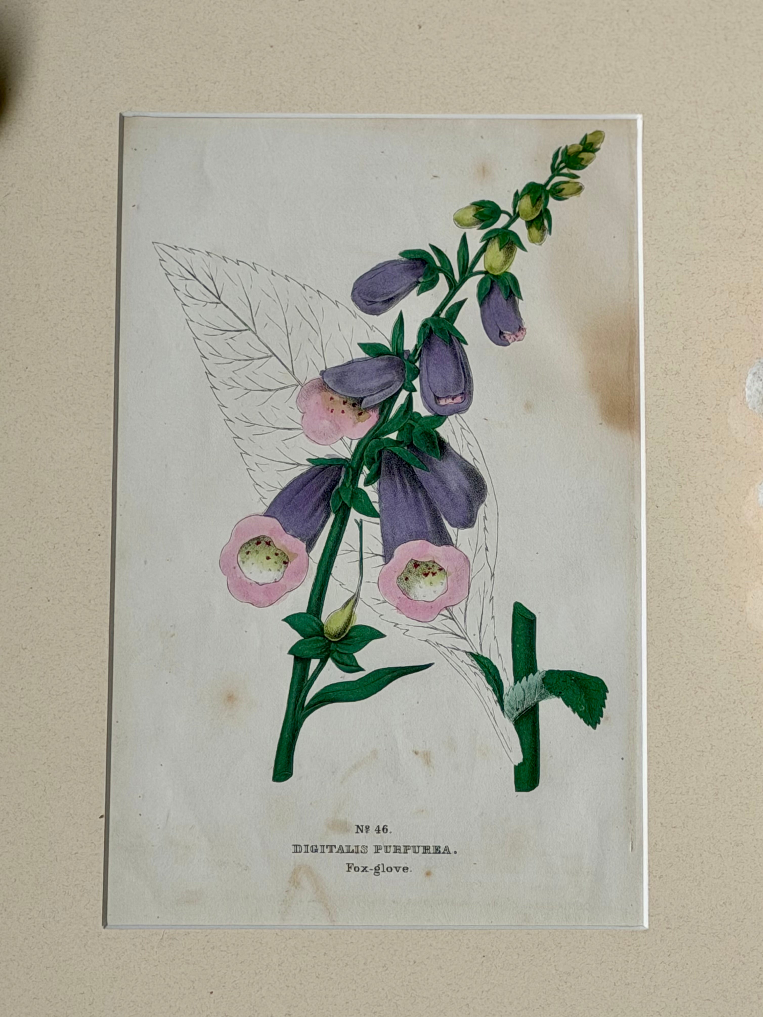 Antique Matted Floral Engraving