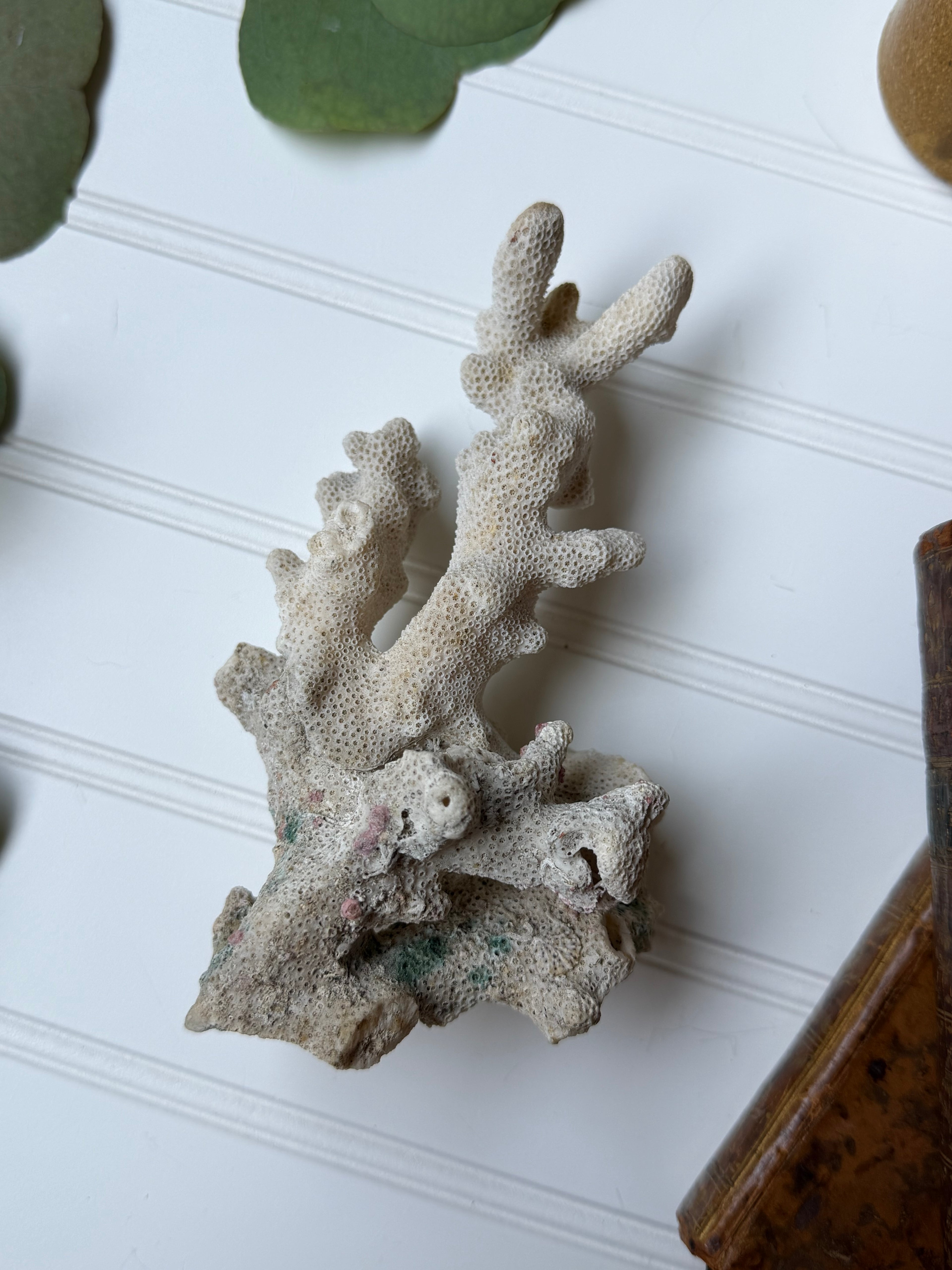 Piece of Coral