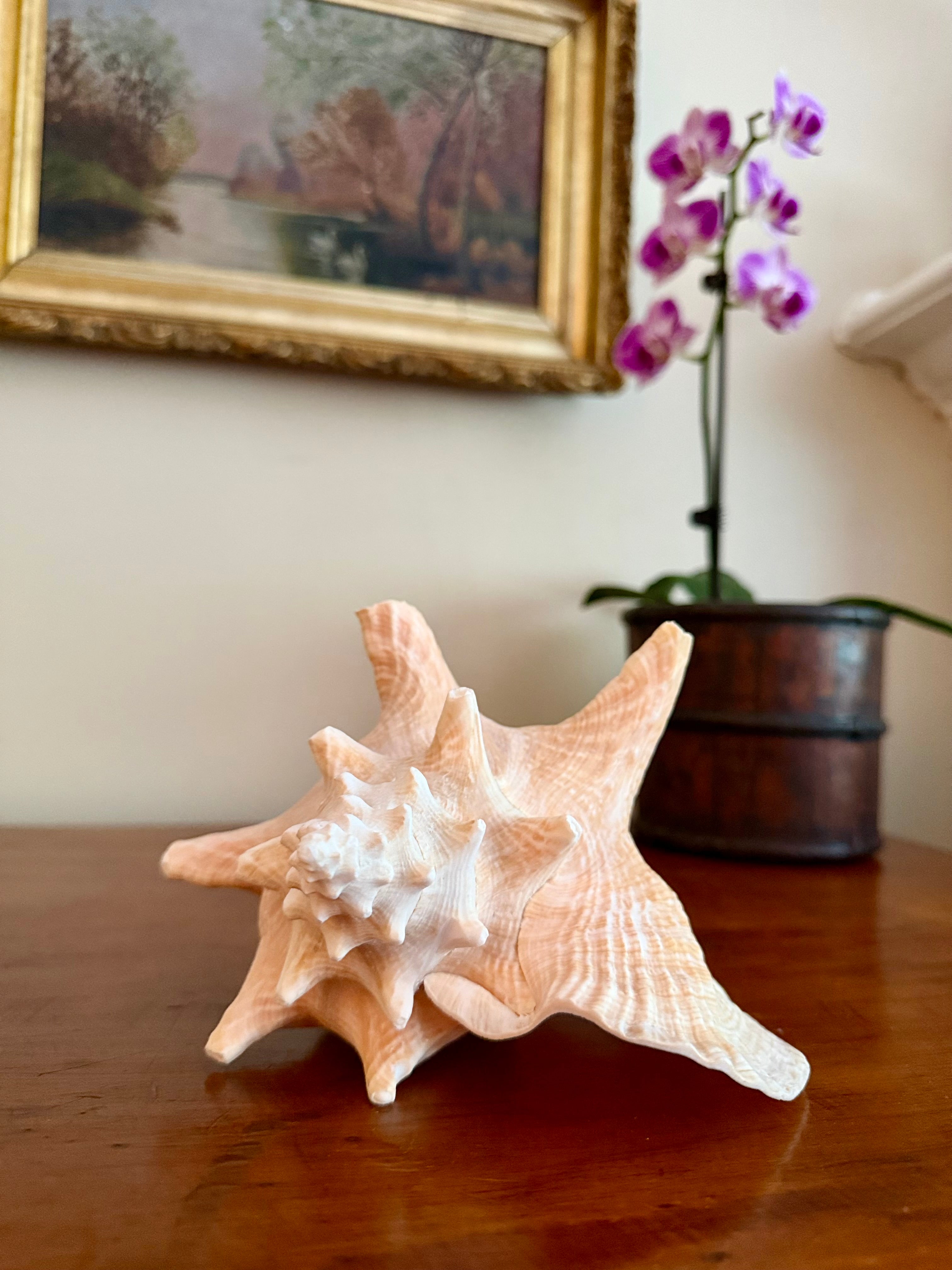 7 Inch Queen Conch Shell