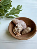 Small Wooden Bowl of Shells 1