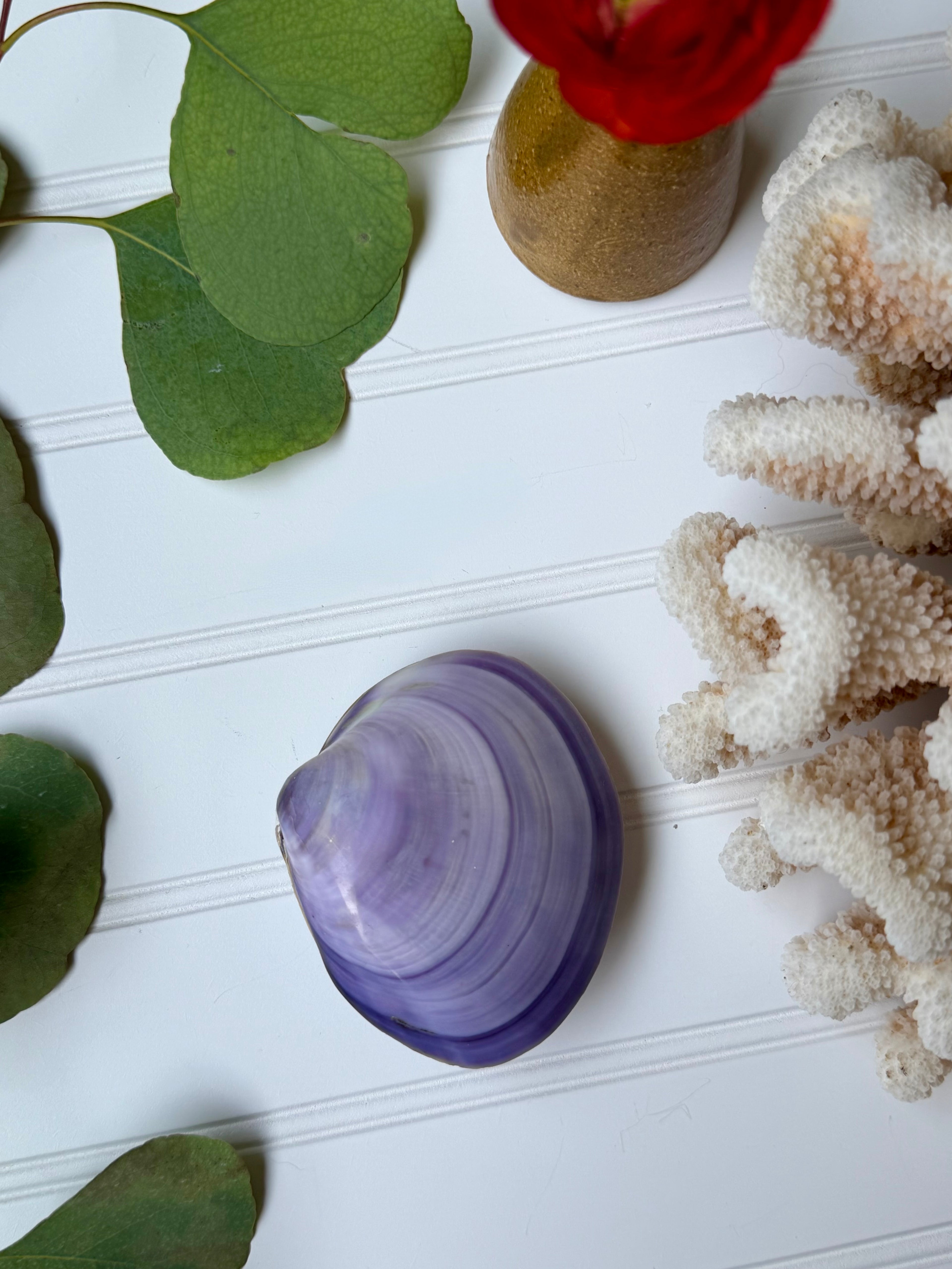 Purple Clam Shell