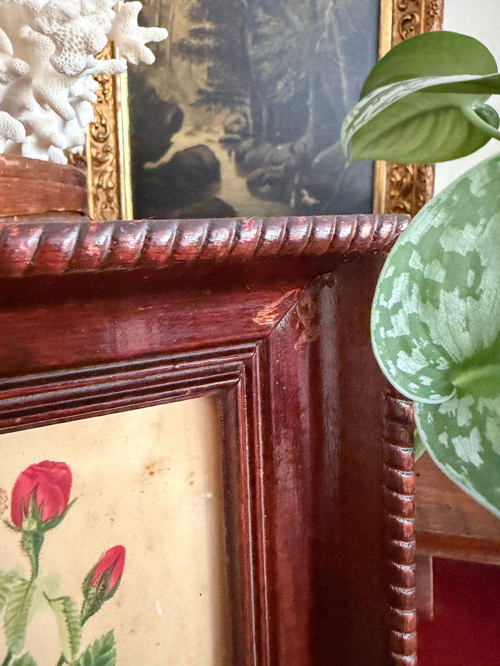 Antique Framed Rose Lithograph (1796)