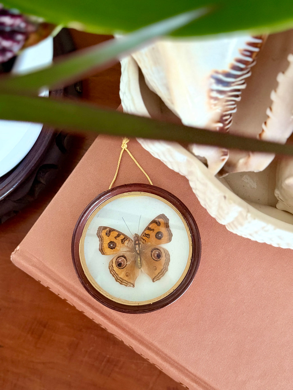 Vintage Framed Peacock Pansy Butterfly Specimen