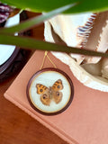 Vintage Framed Peacock Pansy Butterfly Specimen