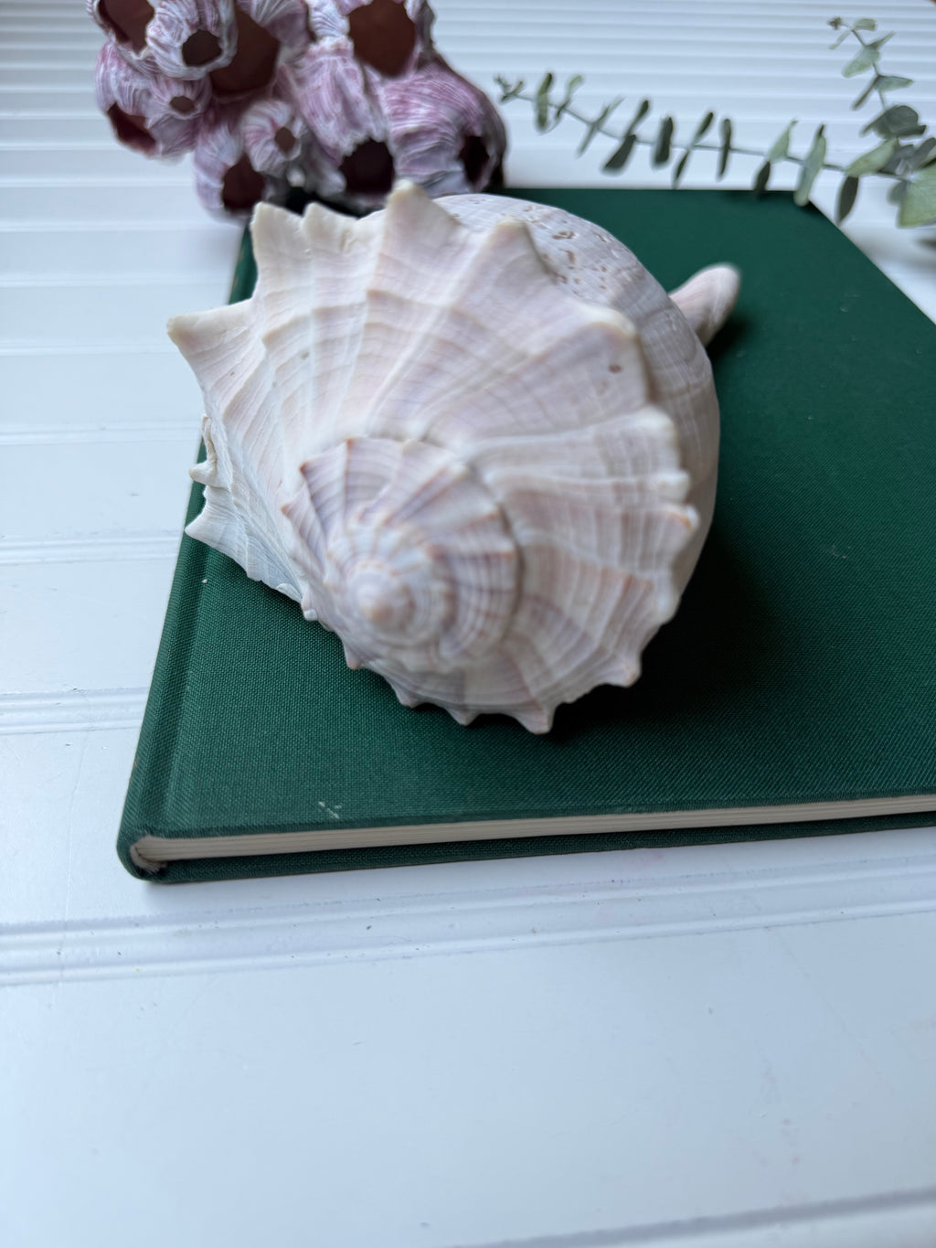 Set of 2 Lightning Whelk Shells