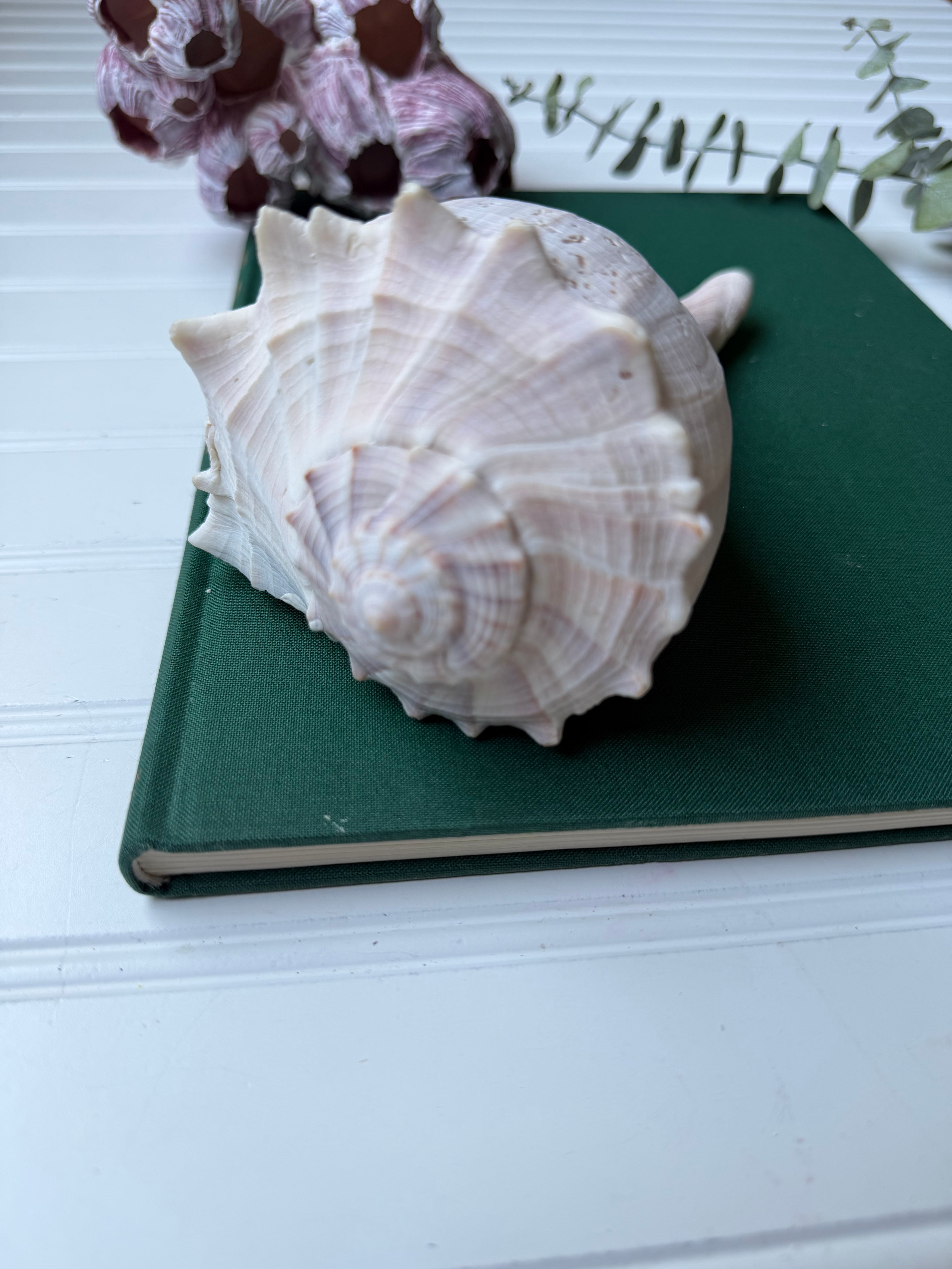 Set of 2 Lightning Whelk Shells