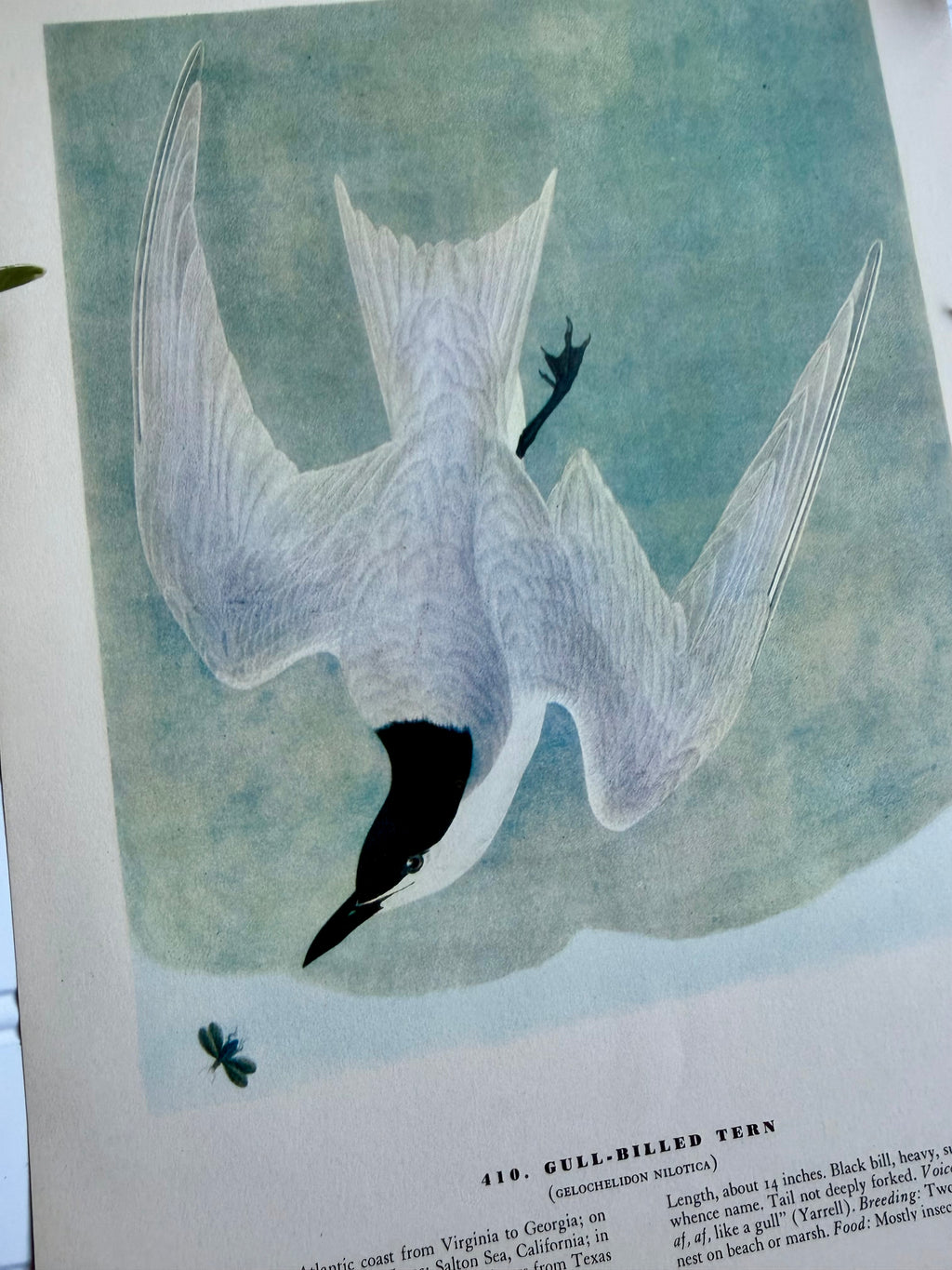 Audubon Print: Gull-Billed Tern (plate 428)