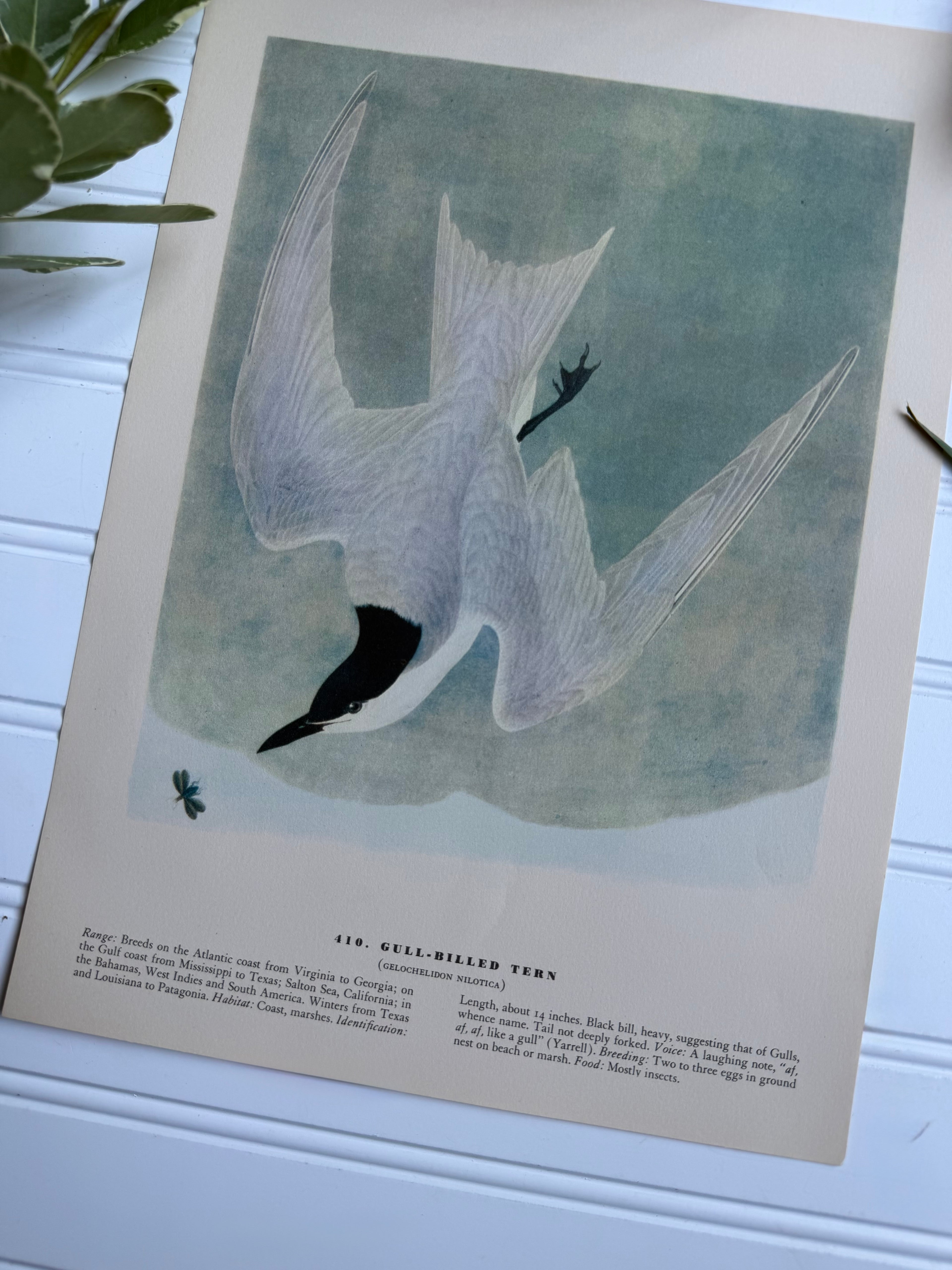 Audubon Print: Gull-Billed Tern (plate 428)