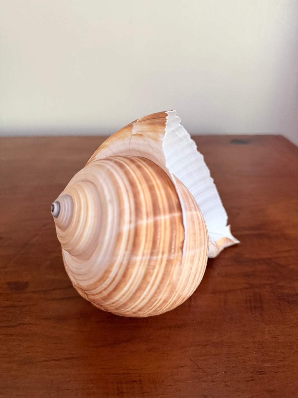 Natural Giant Tun Shell, Tonna Galea