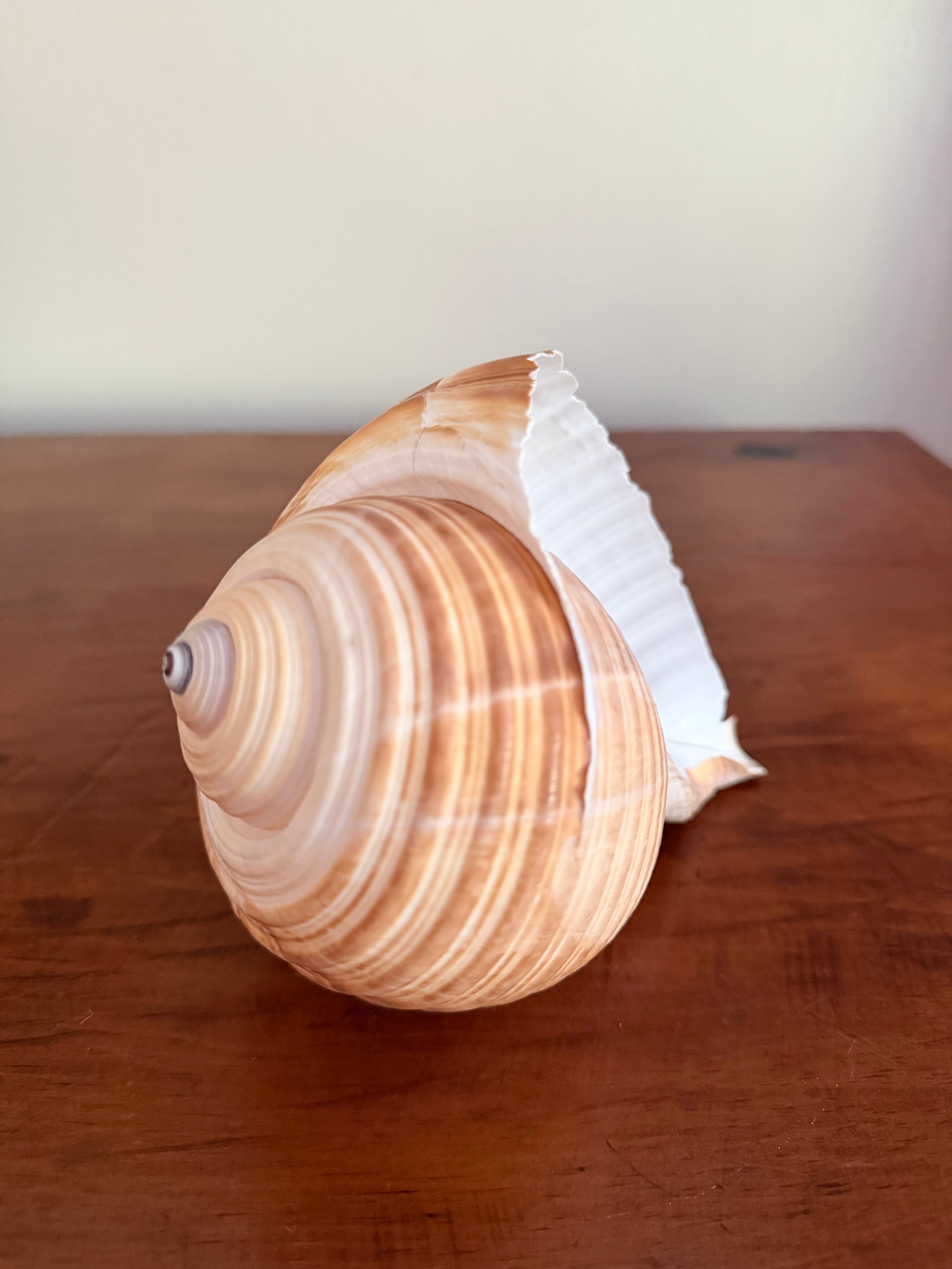 Natural Giant Tun Shell, Tonna Galea