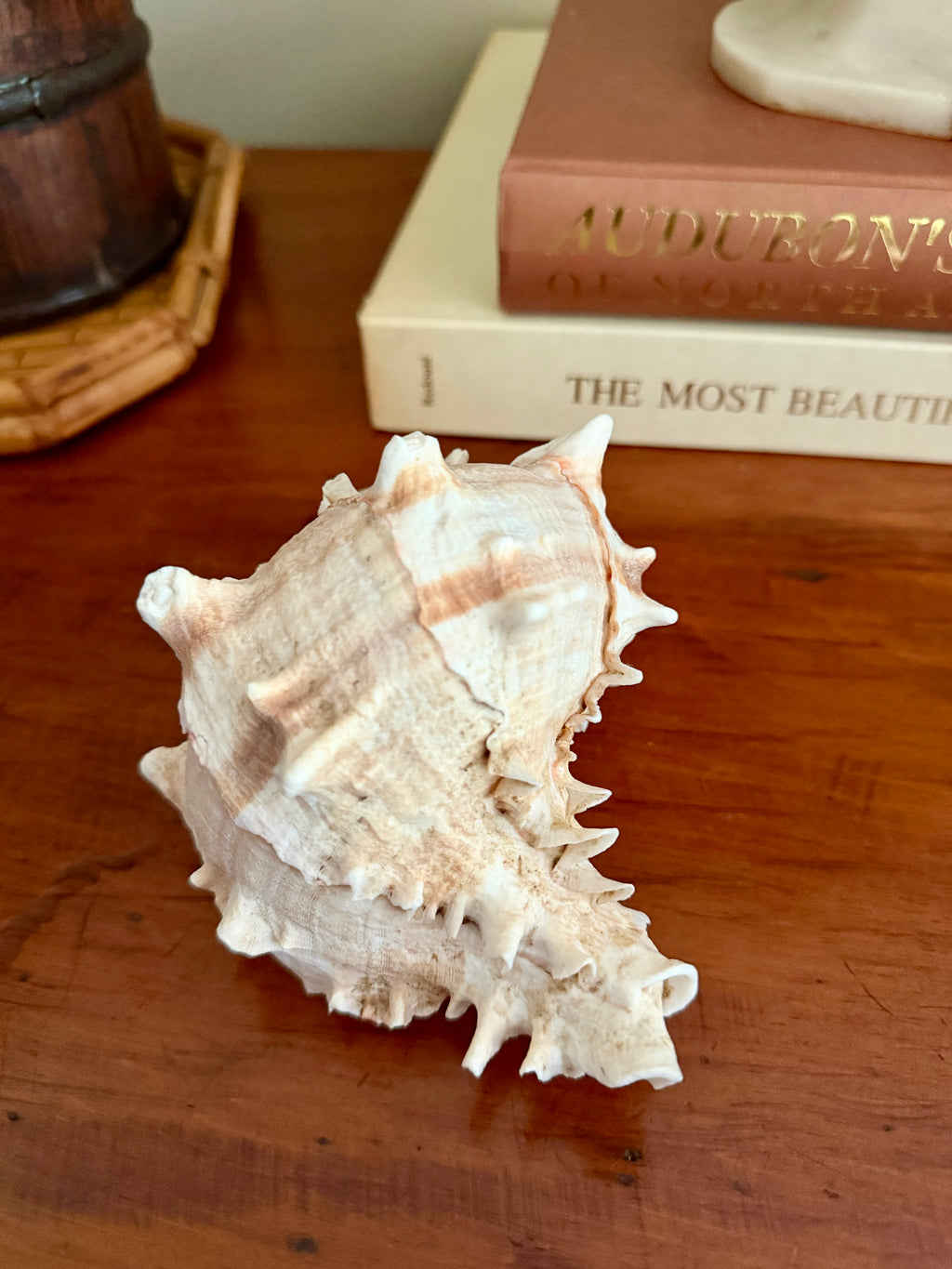 Pink-Mouthed Murex Seashell