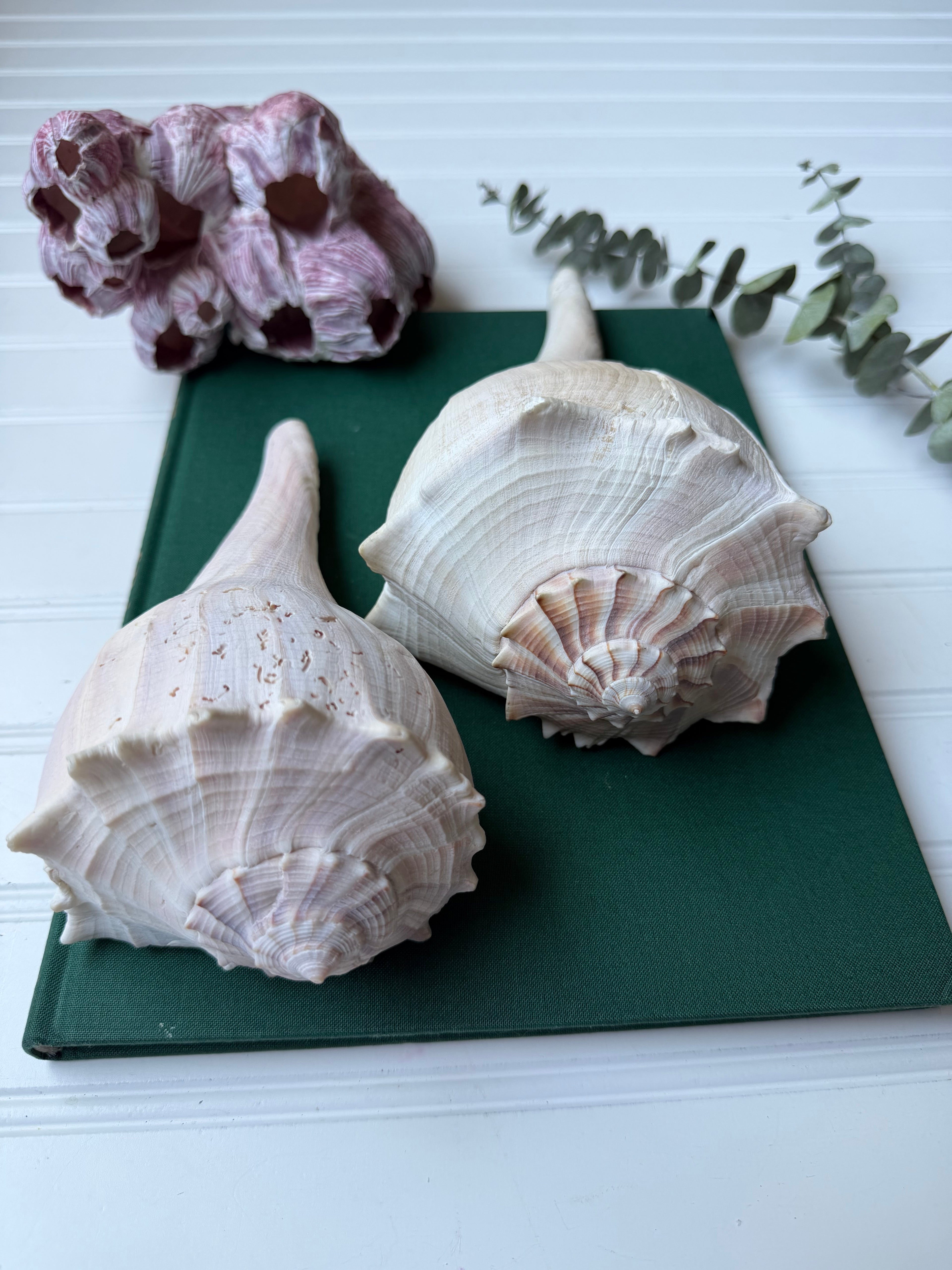 Set of 2 Lightning Whelk Shells