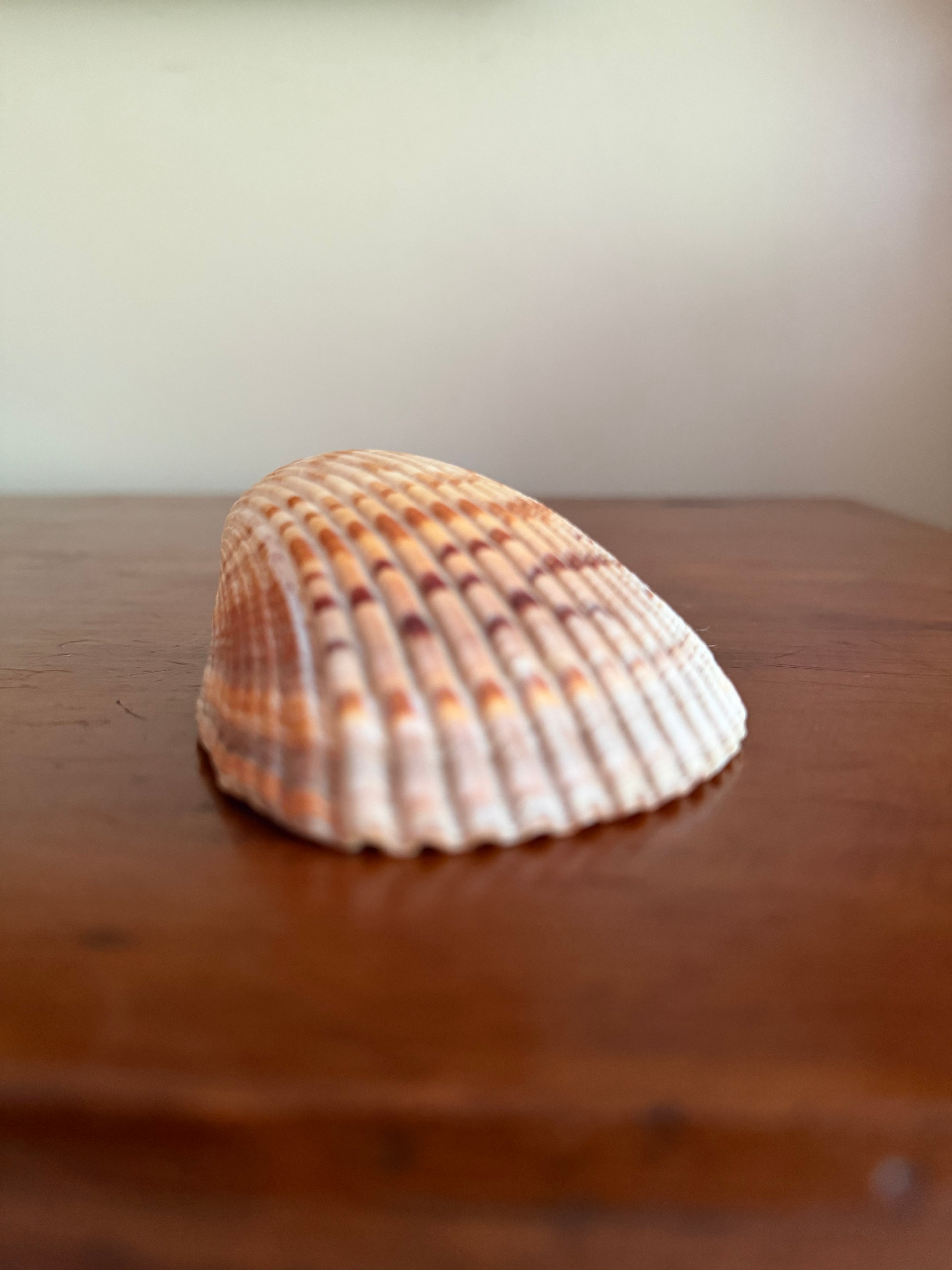 Shell Bundle (6 assorted)