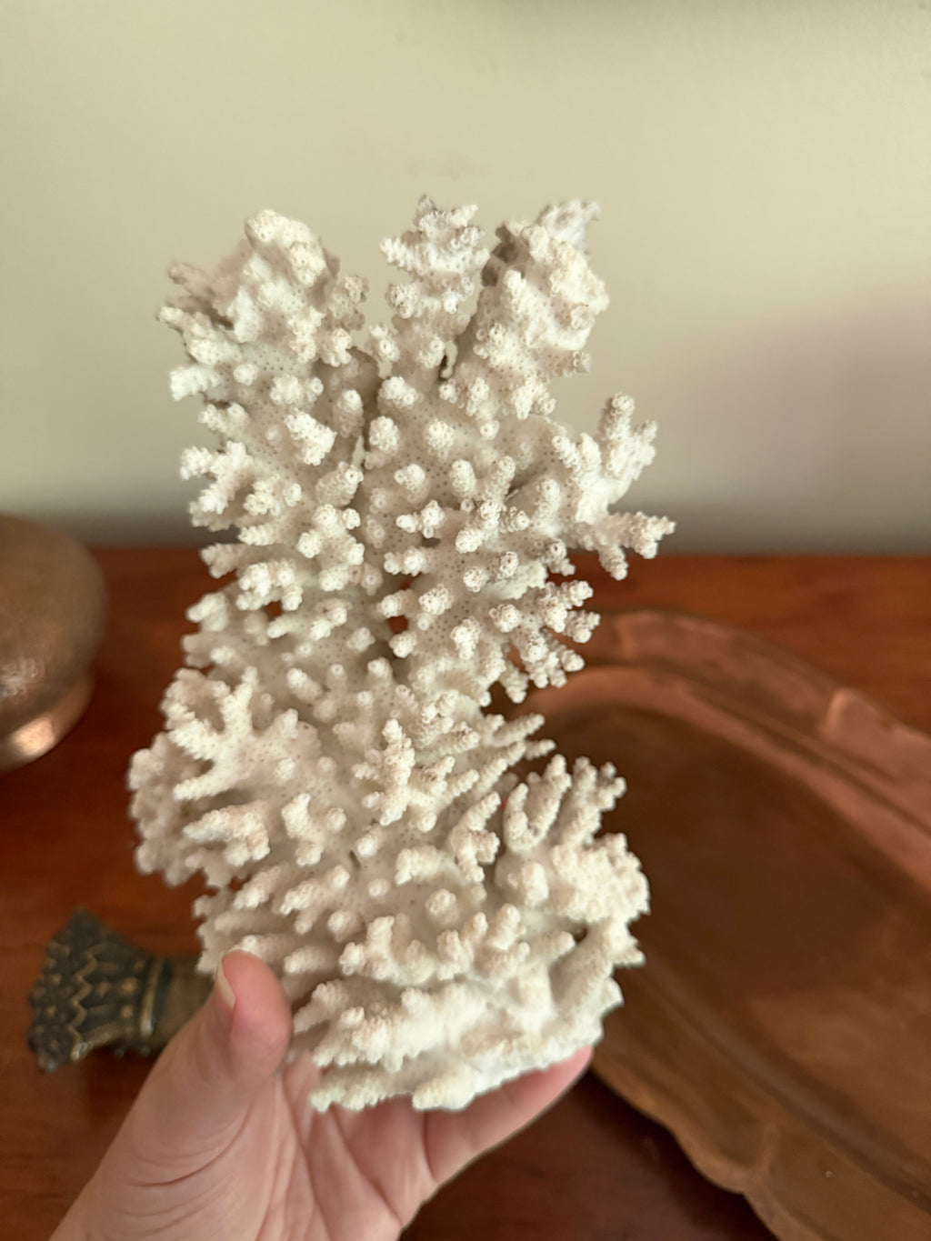 Coral Specimen