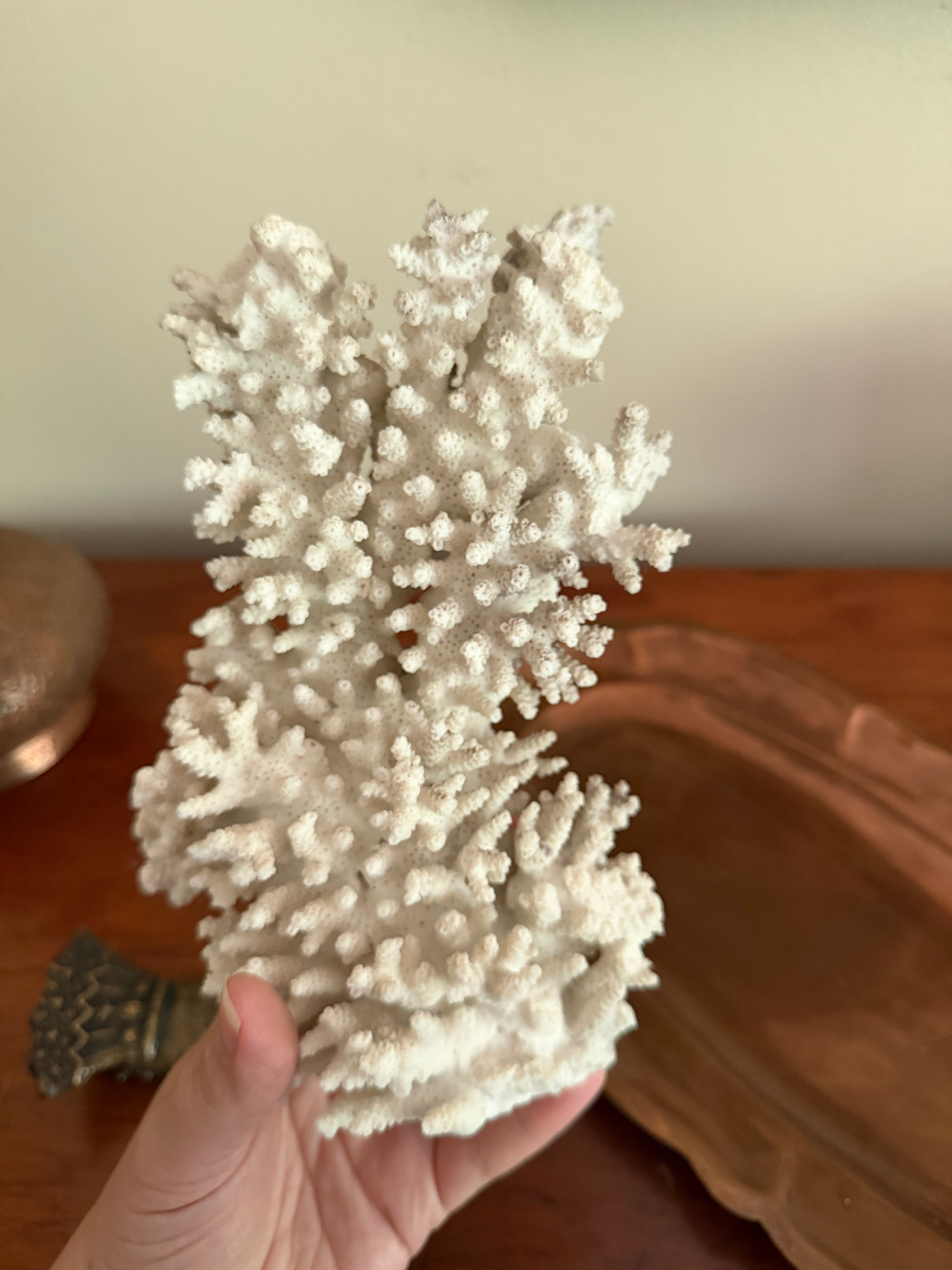 Coral Specimen
