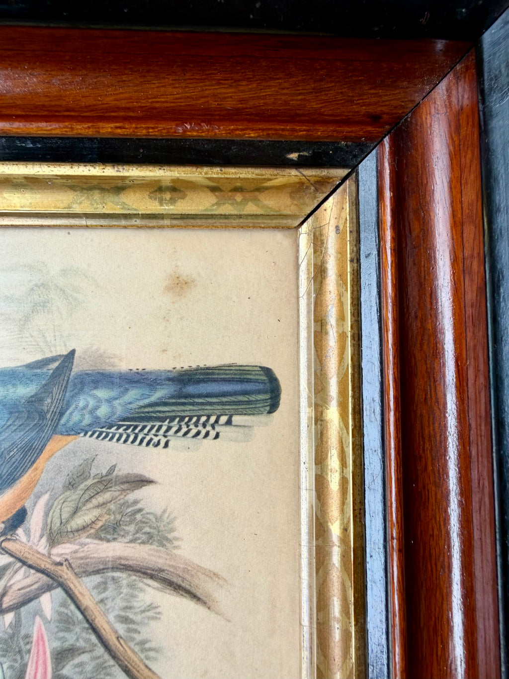 Antique Bird Lithograph in Eastlake Frame