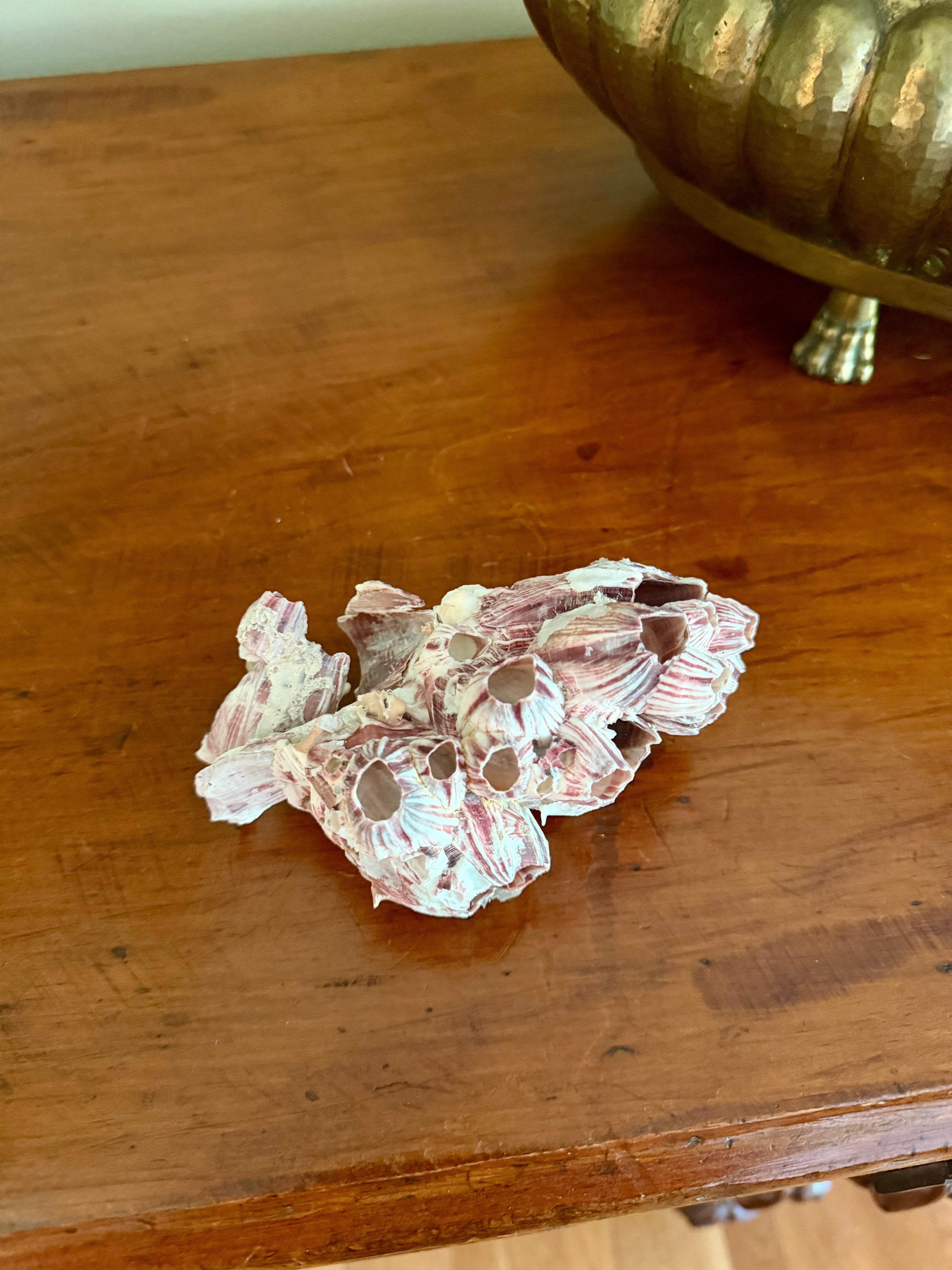 Small Barnacle Cluster