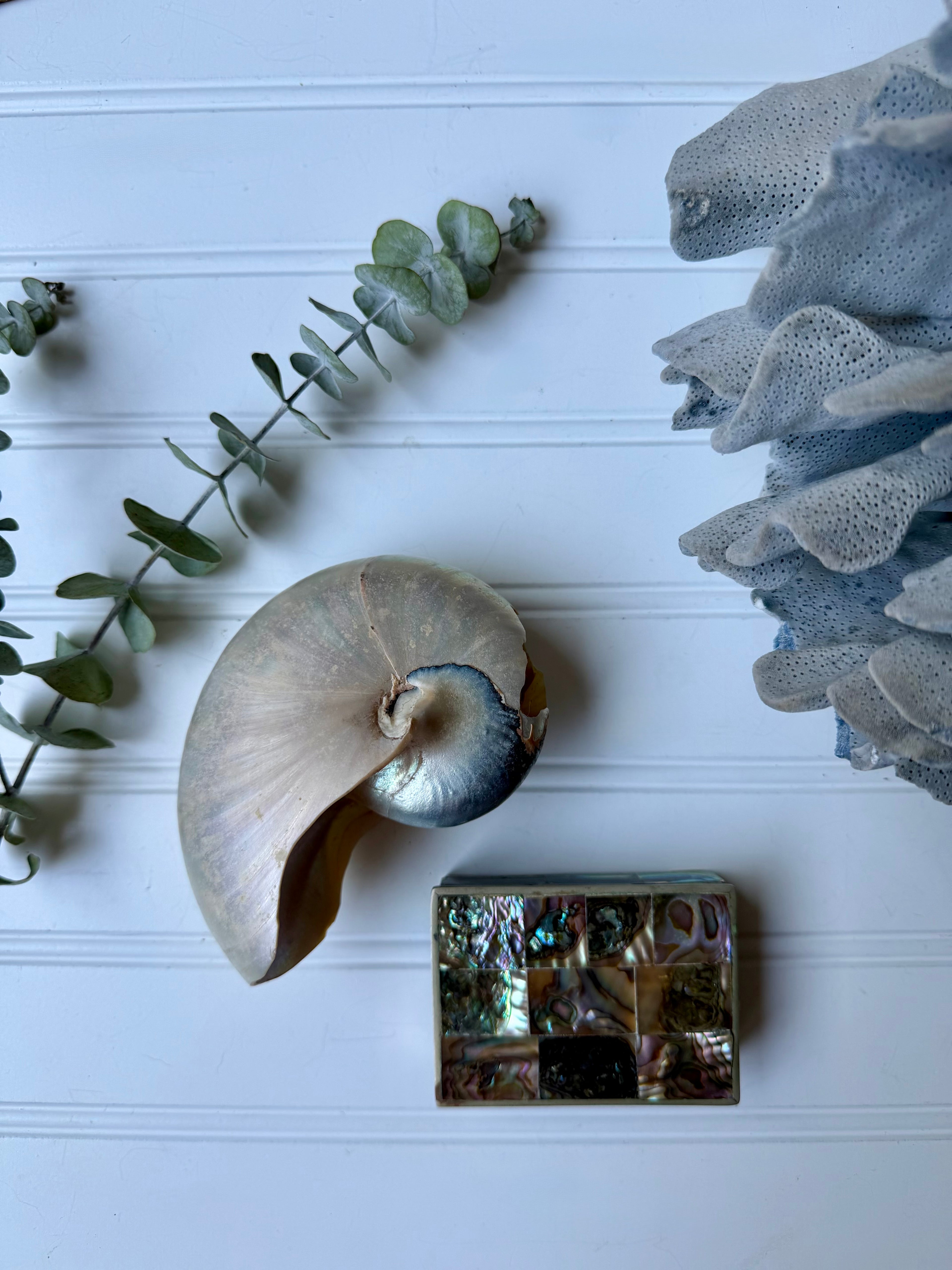 Nautilus Shell
