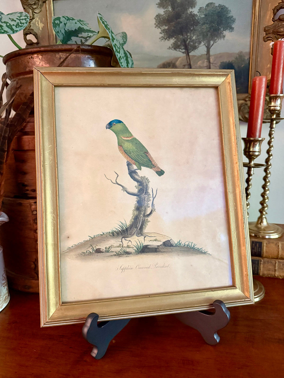 18th Century Sapphire Crowned Parakeet, Hand Colored Engraving