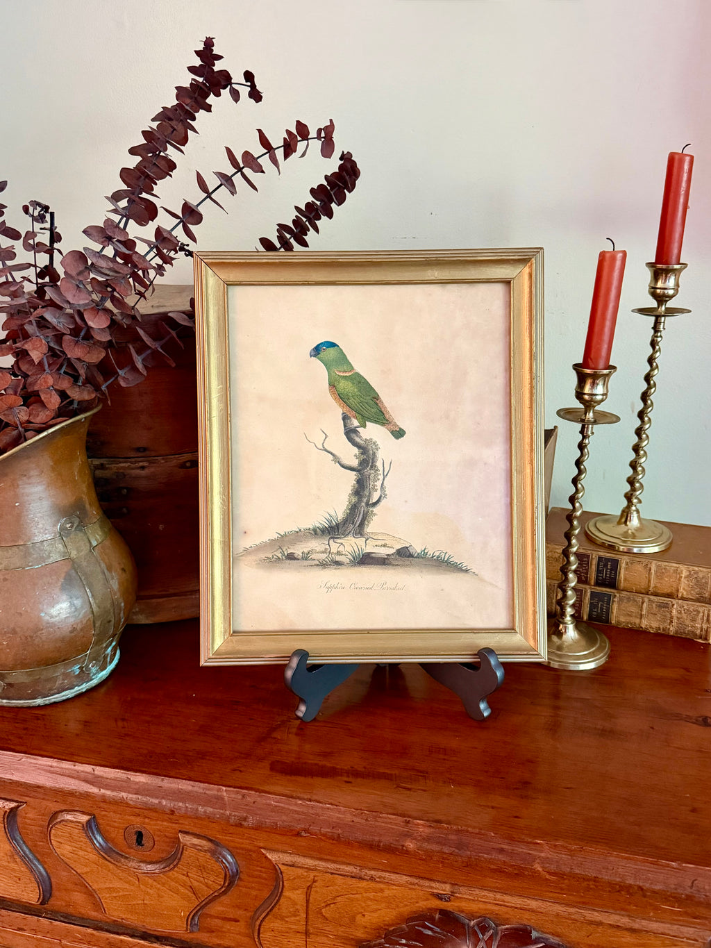 18th Century Sapphire Crowned Parakeet, Hand Colored Engraving