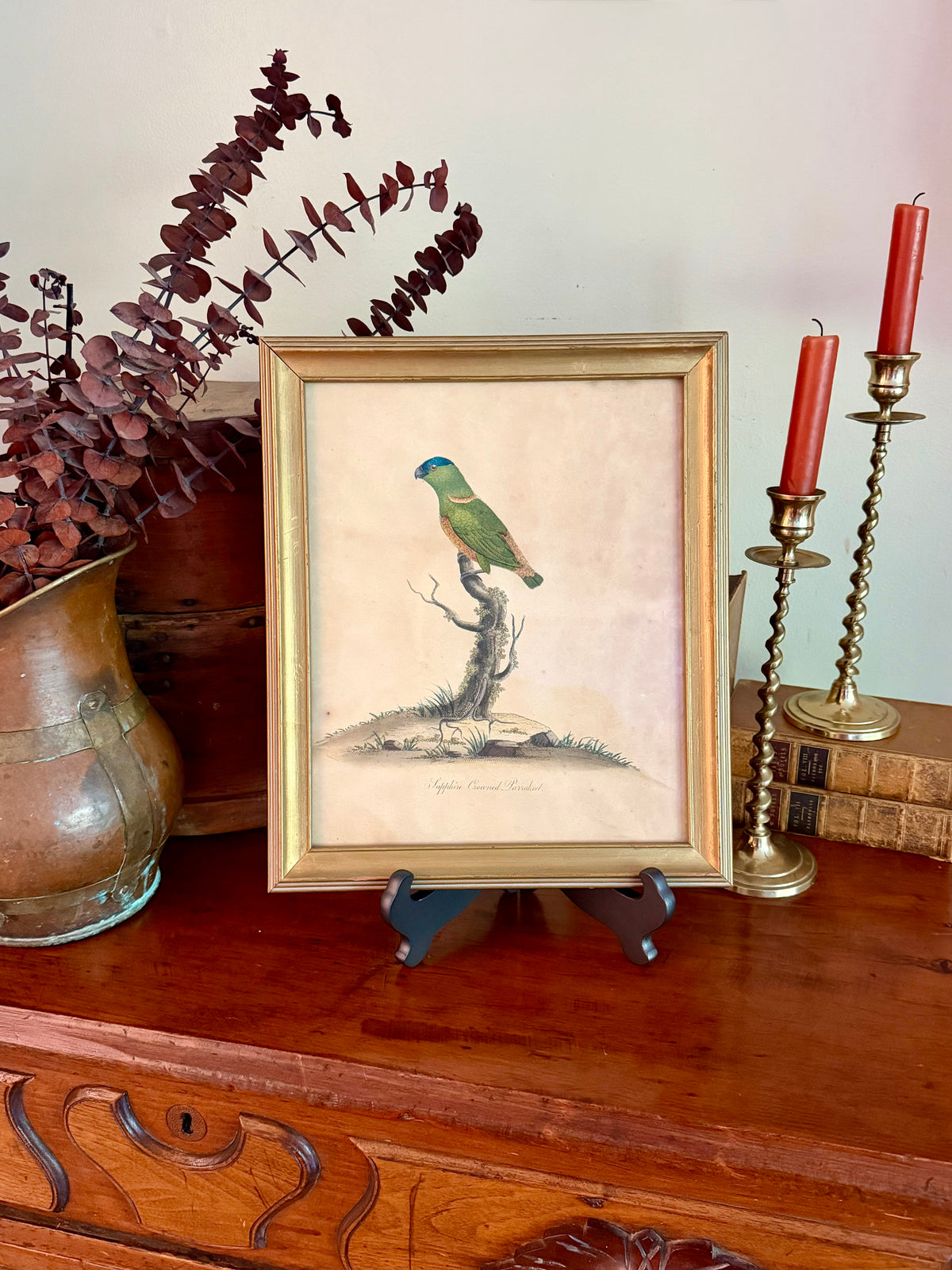 18th Century Sapphire Crowned Parakeet, Hand Colored Engraving