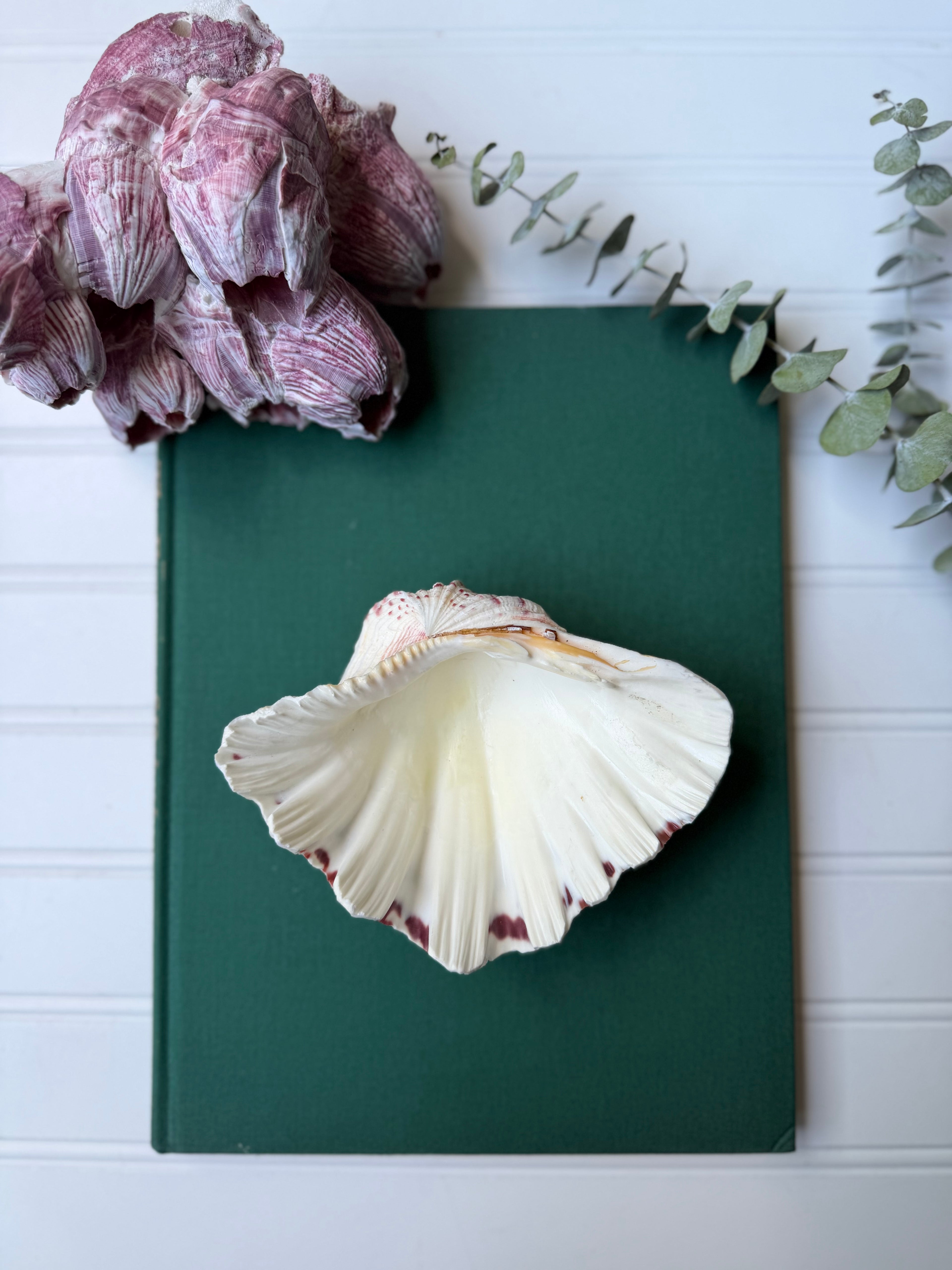 Bear Paw Clam
