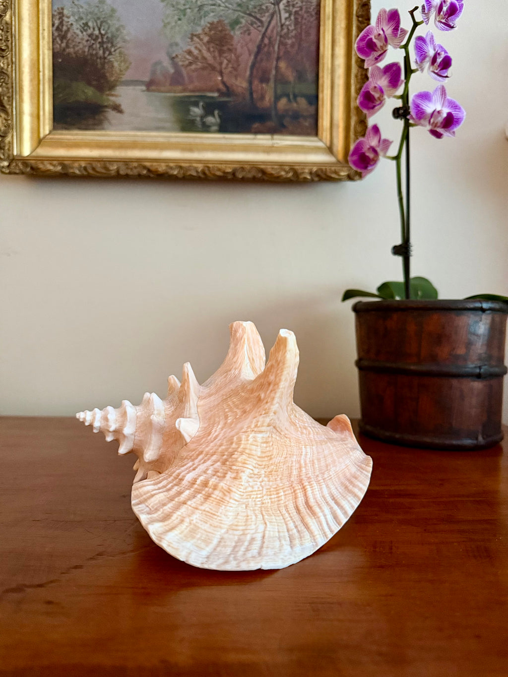 7 Inch Queen Conch Shell