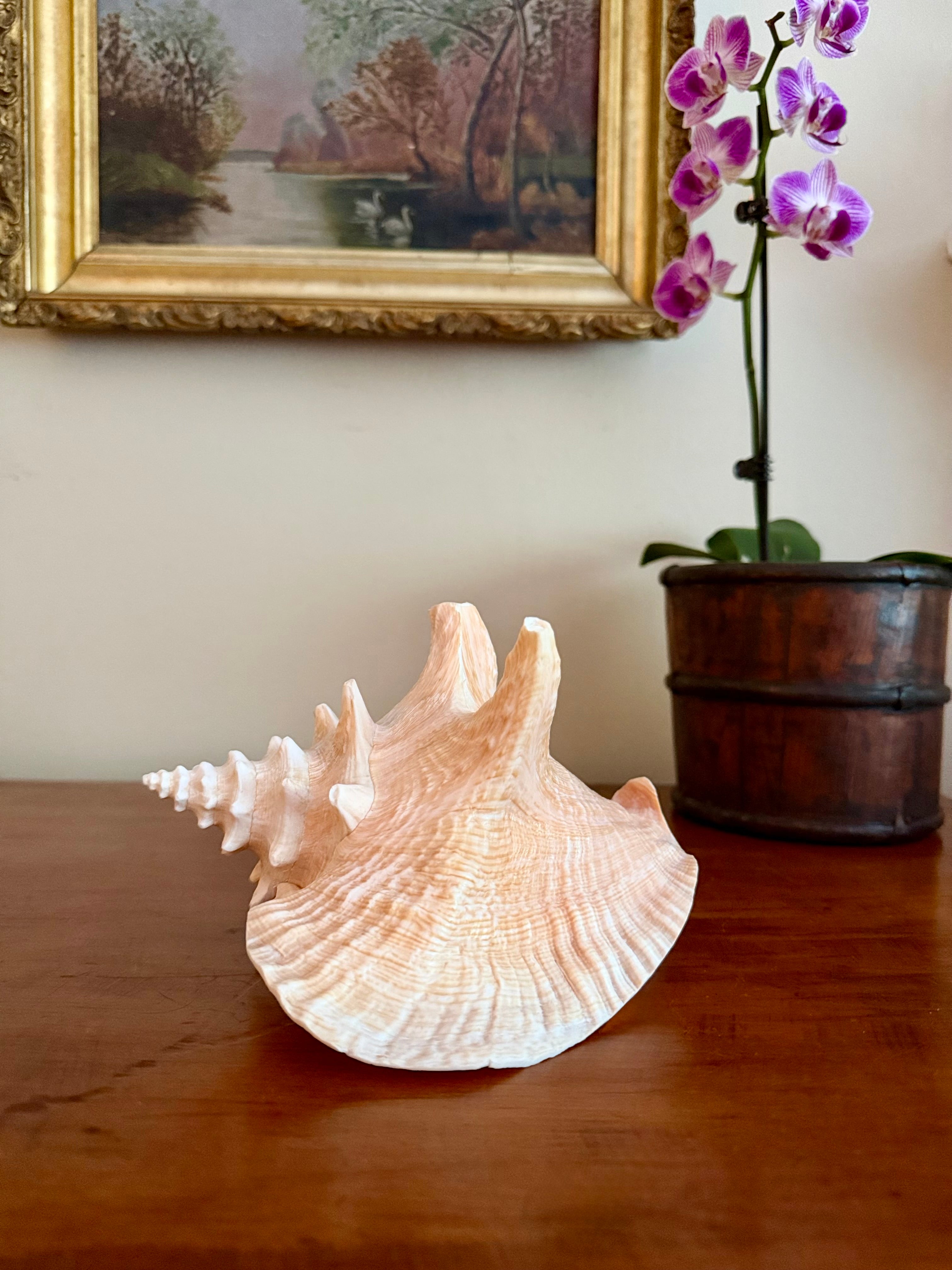 7 Inch Queen Conch Shell